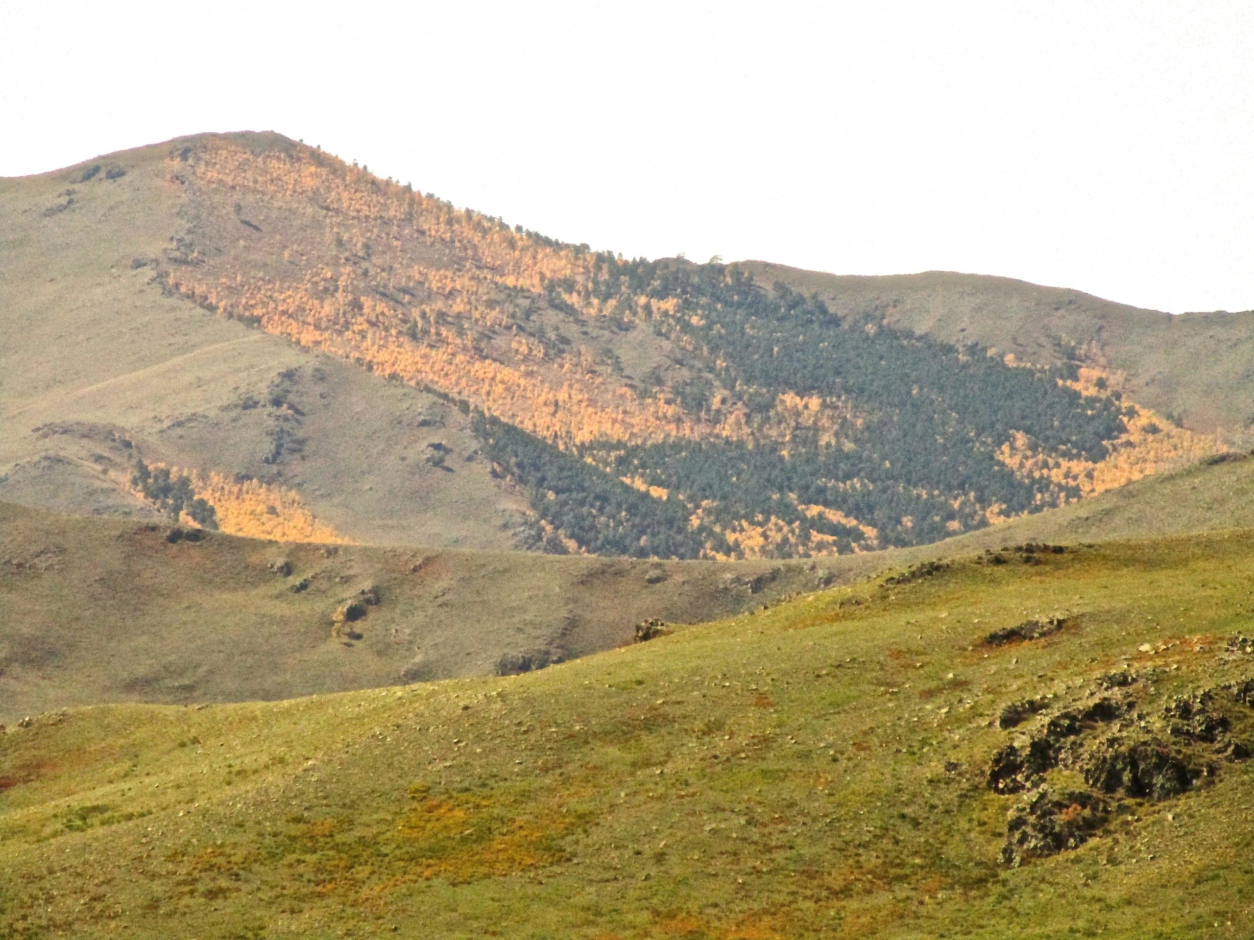 A panoramic view of rolling mountains, featuring a patch of vibrant autumn foliage on a slope. The landscape showcases a mix of green and yellow hues, with grassy plains in the foreground and rocky outcrops scattered throughout. The sky is light, creating a serene atmosphere in this natural setting. Chengeltei Mountain North mountain bike trail.