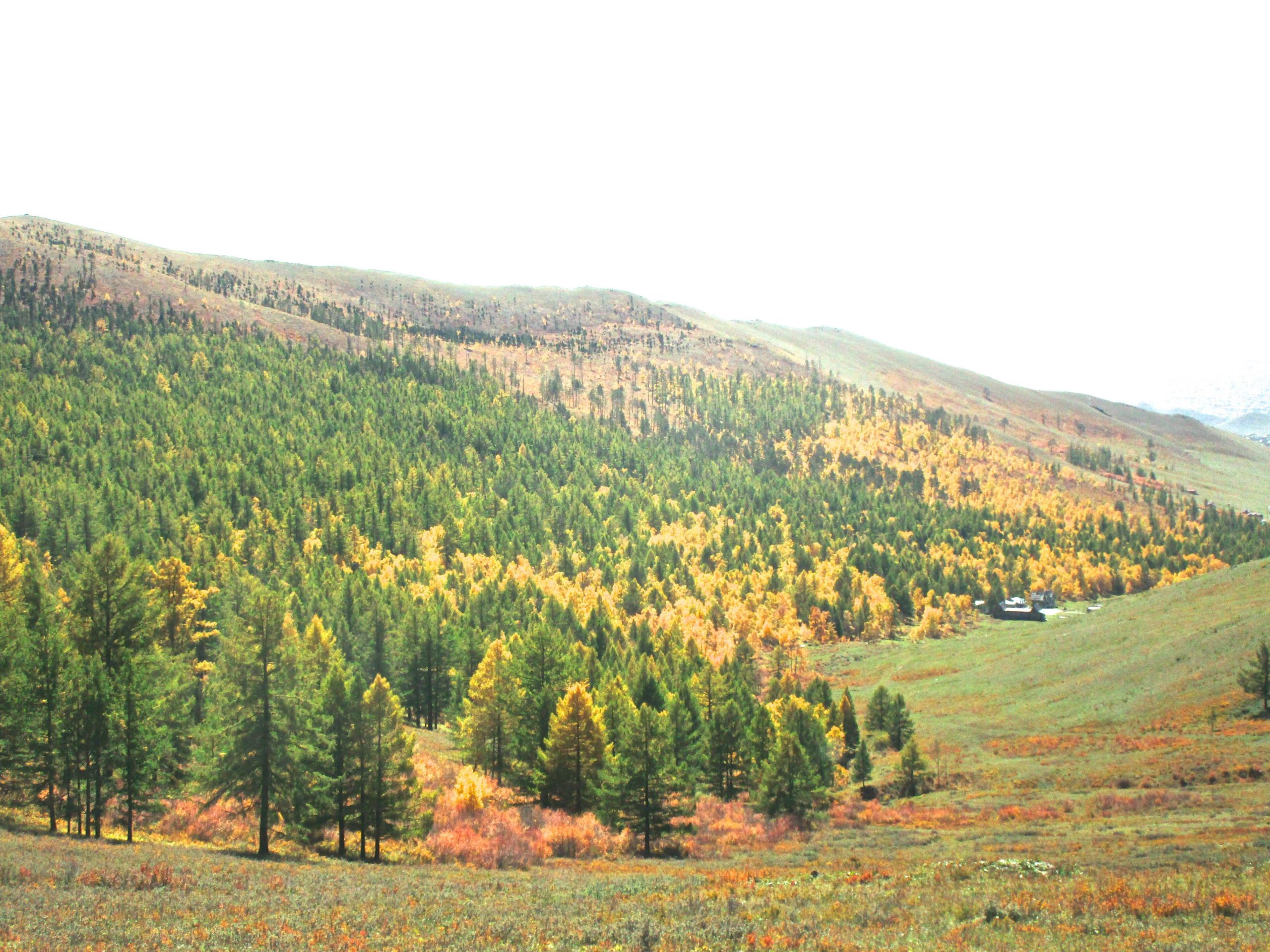 A scenic landscape featuring rolling hills covered in lush green and vibrant golden trees, indicating the onset of autumn. The foreground includes a variety of trees, with patches of colorful foliage, while a small building is visible amidst the natural scenery in the lower right area of the image. The sky is bright and slightly overcast, creating a serene atmosphere. Chengeltei Mountain North mountain bike trail.