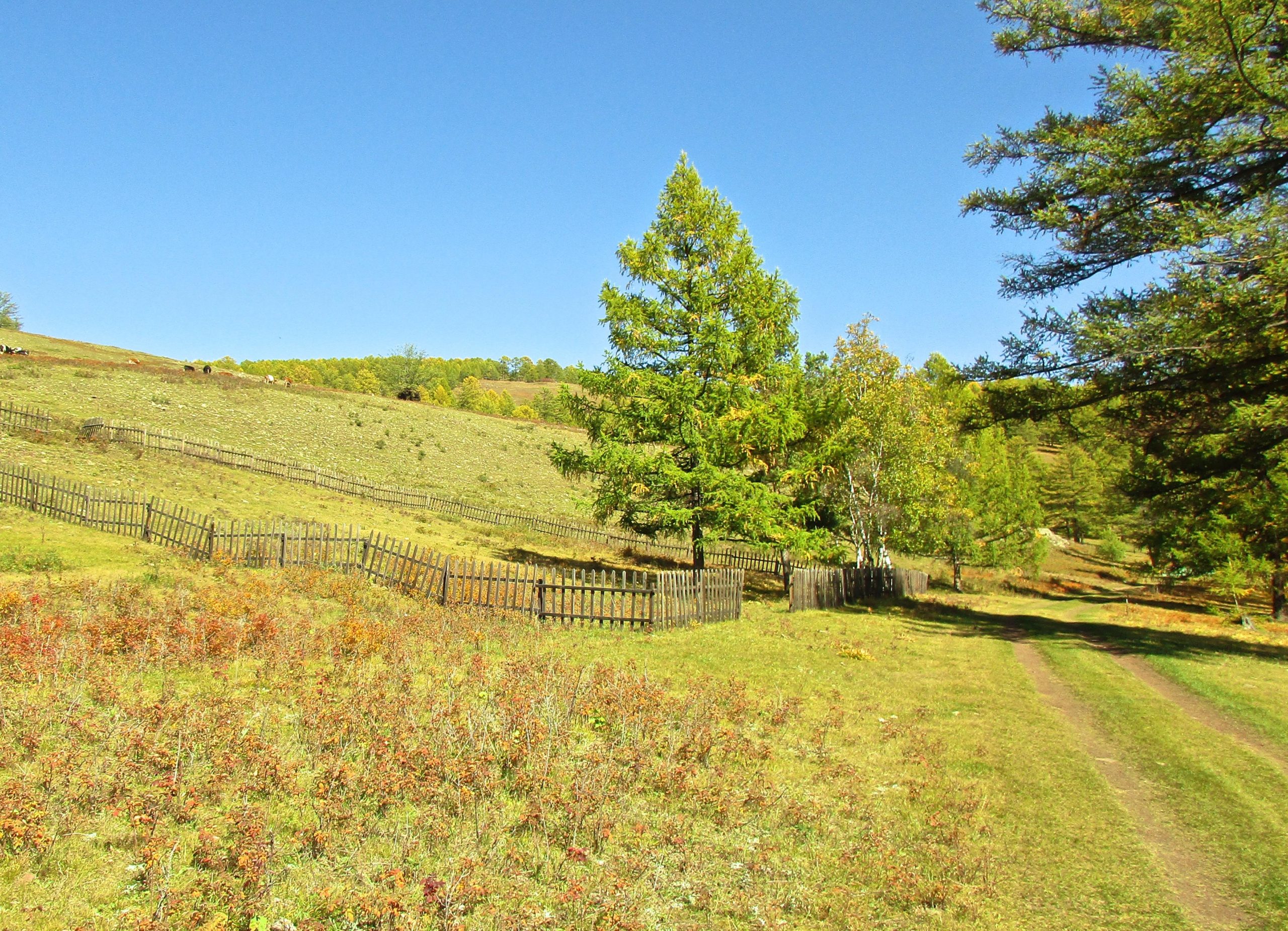 A tranquil landscape featuring a rolling hillside with a dirt path winding through it. The foreground showcases vibrant patches of grass and small bushes with autumn hues, while wooden fencing lines the area. Several trees, including a tall green conifer, are scattered throughout, and the clear blue sky above enhances the peaceful rural setting. Chengeltei Mountain North mountain bike trail.