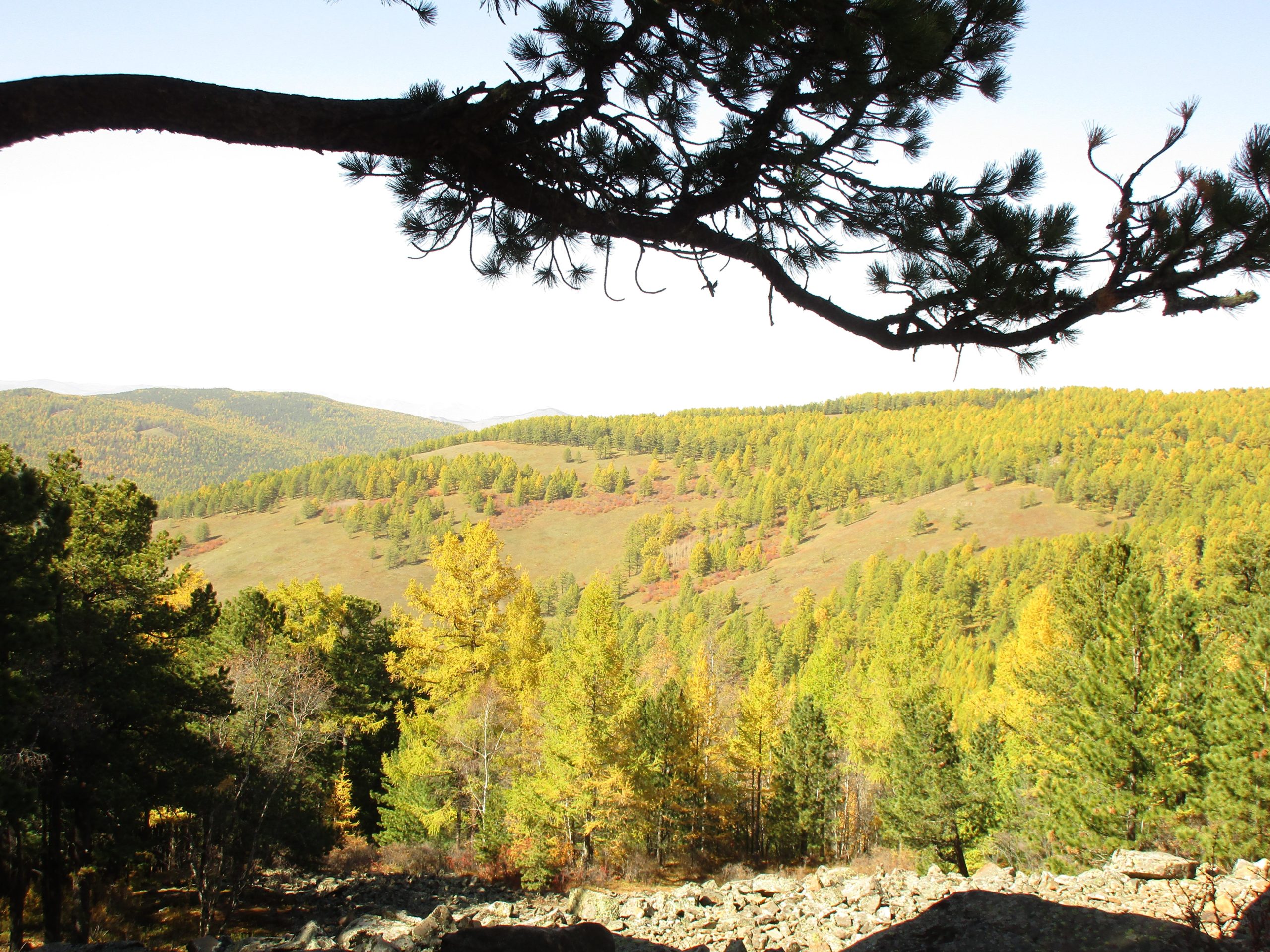 A panoramic view of rolling hills covered with trees in varying shades of green and yellow, under a clear blue sky. A branch from a nearby tree frames the scene, adding depth to the landscape. Chengeltei Mountain North mountain bike trail.