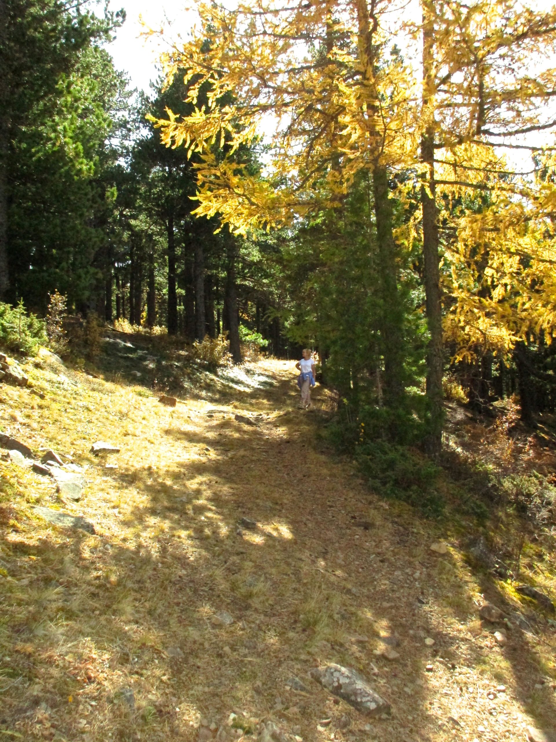 A narrow dirt path lined with tall pine trees and patches of golden autumn foliage. A person walks along the trail, surrounded by natural scenery, with sunlight filtering through the leaves. Chengeltei Mountain North mountain bike trail.