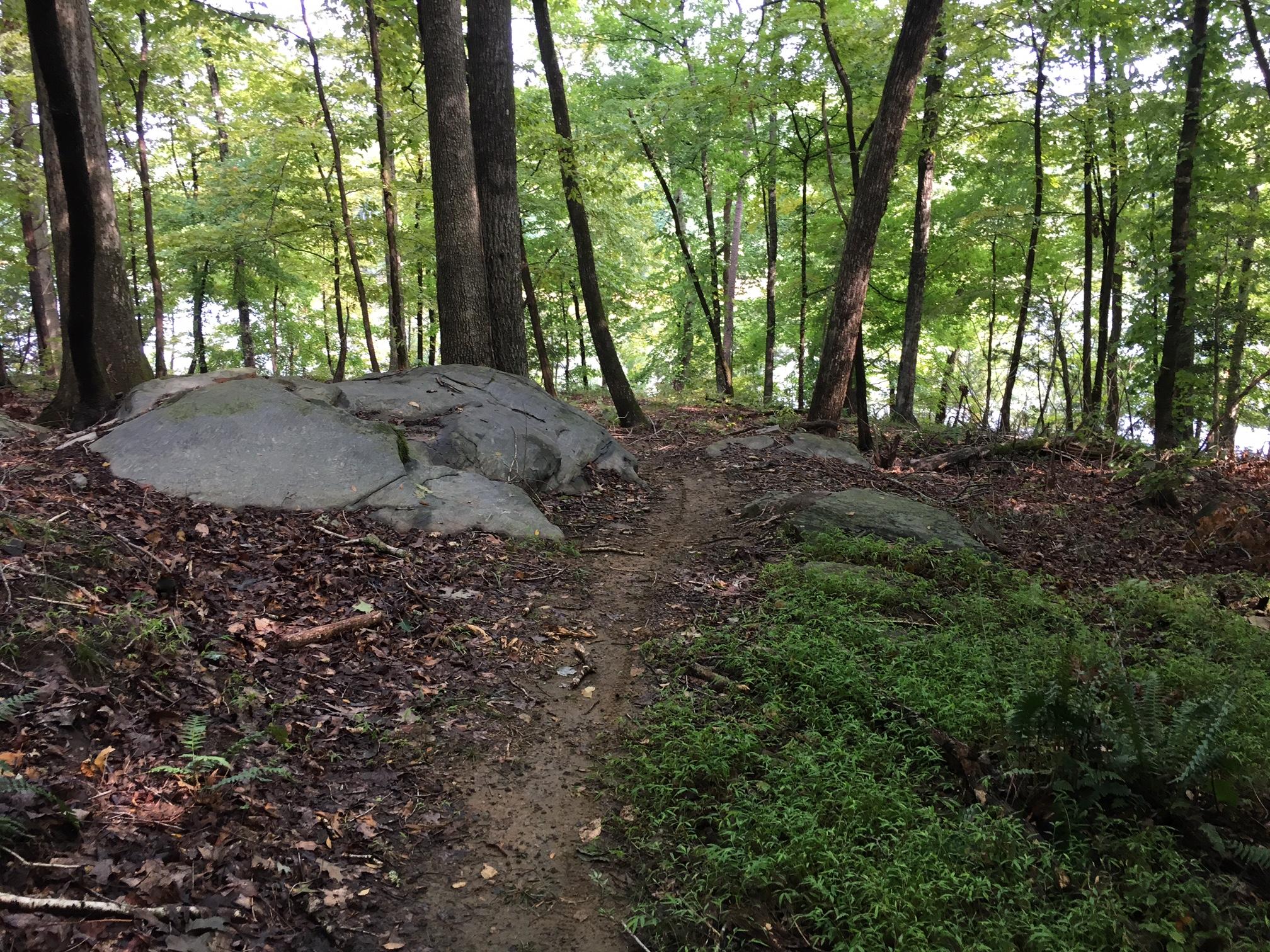 A natural trail winding through a lush forest, with a large rock on the left side and green foliage covering the ground. Sunlight filters through the trees, creating a serene and inviting atmosphere. Forest Ridge Main Loop mountain bike trail.