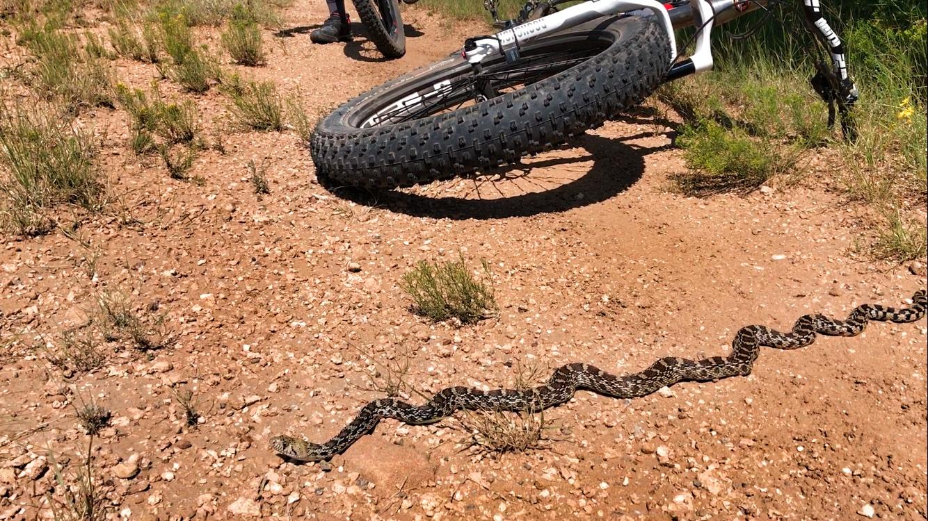 A snake slithering across a dirt bike path, with a mountain bike tire in the background. The surrounding area features sparse vegetation and rocky terrain under bright sunlight. Golden Open Space mountain bike trail.