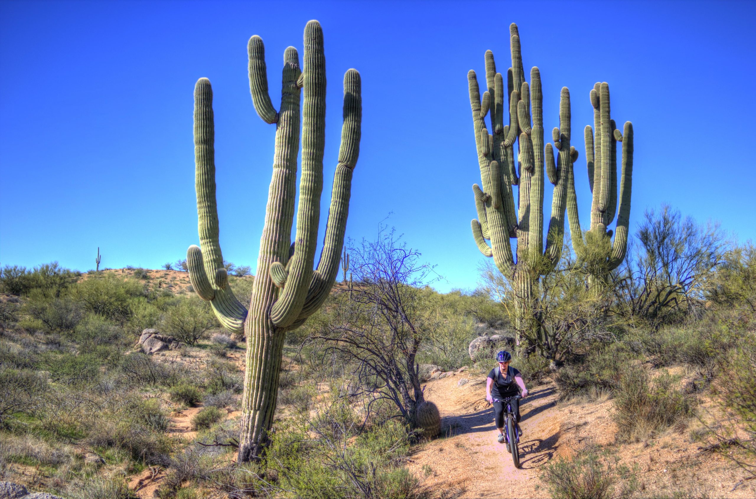 A mountain biker rides along a dirt trail surrounded by tall saguaro cacti under a clear blue sky. Hawksnest Stagecoach Loop mountain bike trail.