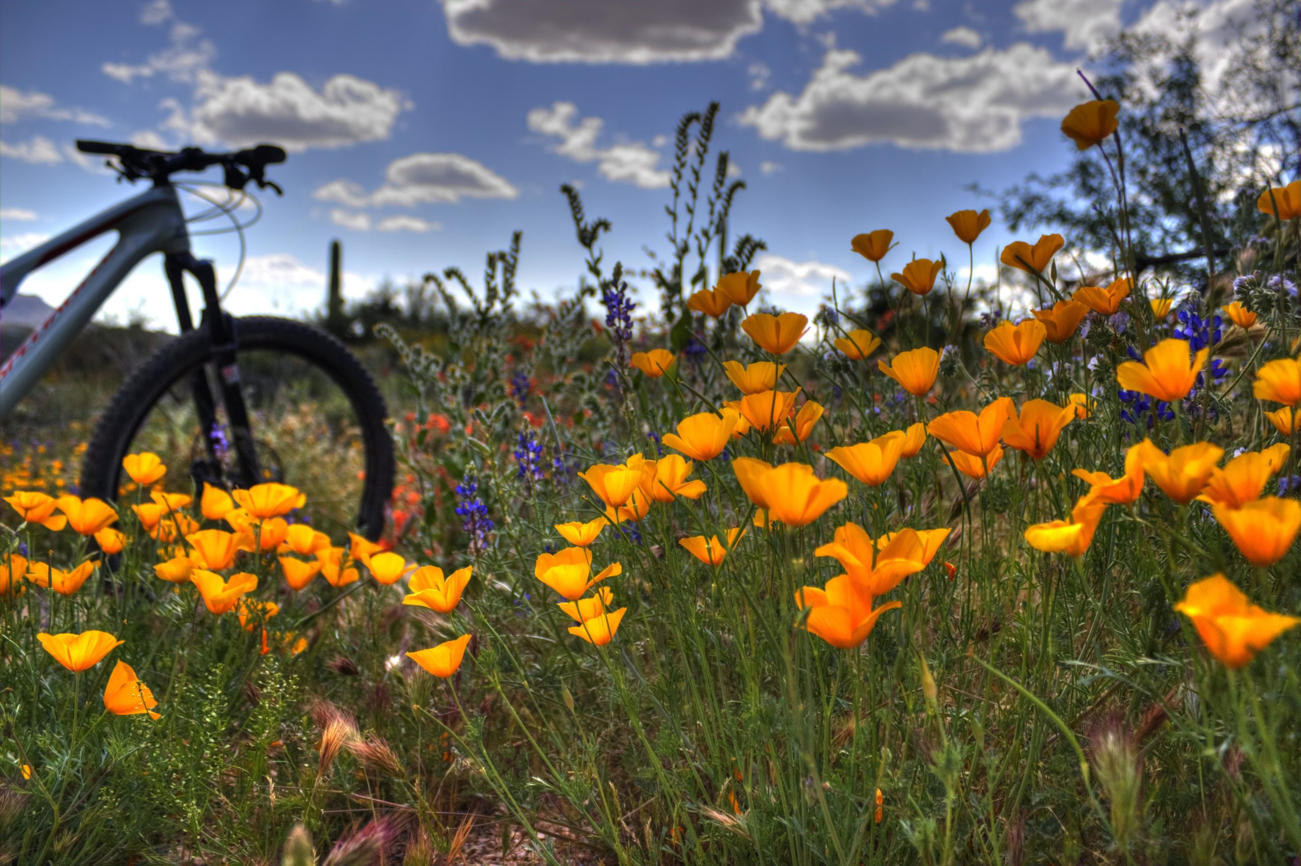 A mountain bike partially visible on the left side, surrounded by a vibrant field of bright orange poppies and other wildflowers under a partly cloudy sky. The scene captures a blend of natural beauty and outdoor adventure. Brown's Ranch to Granite Mountain mountain bike trail.