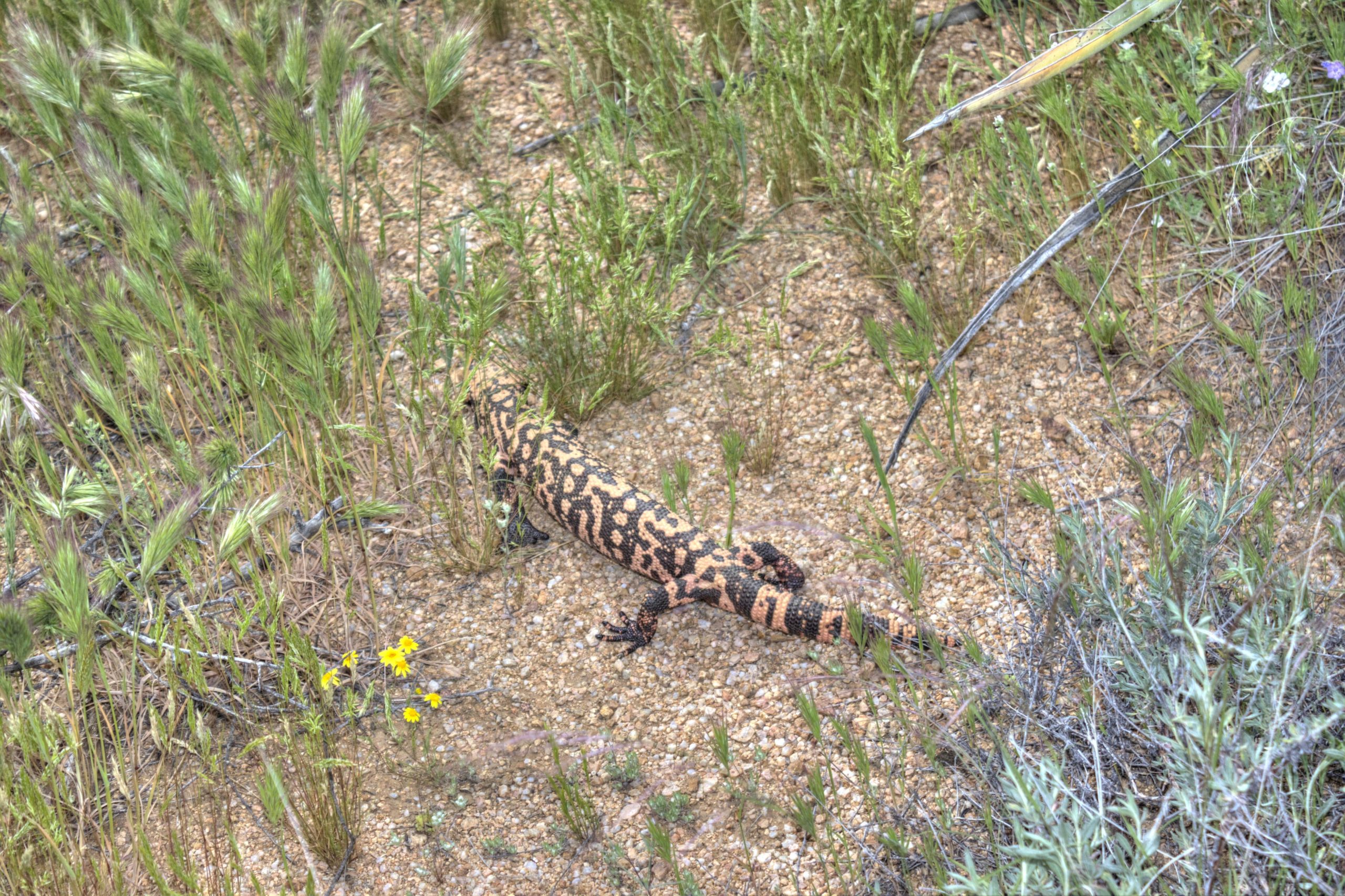 A Gila monster slowly moving through a sandy area, surrounded by green grass and small yellow flowers. The lizard features a distinctive pattern of orange and black scales. Brown's Ranch to Granite Mountain mountain bike trail.