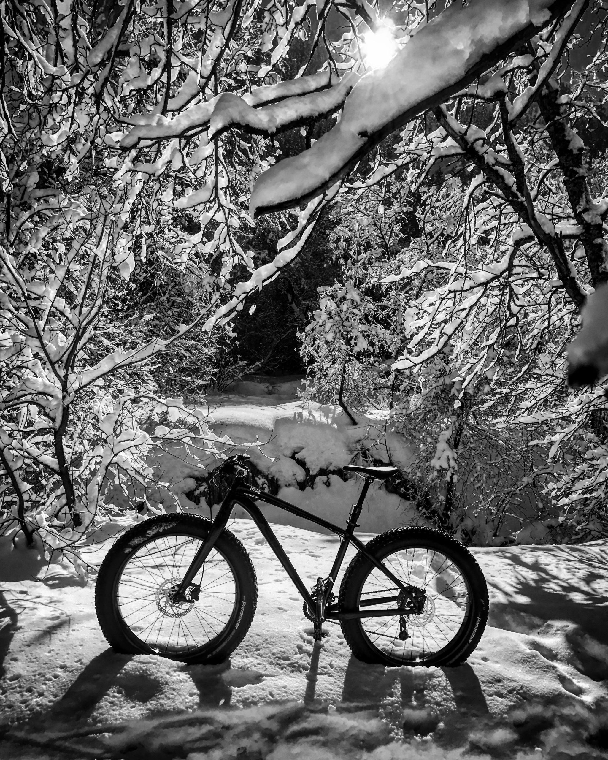 A black and white image of a mountain bike leaning against a snow-covered landscape, framed by branches laden with fresh snow. The sunlight peeks through the trees, casting a soft glow on the scene. Green Canyon mountain bike trail.