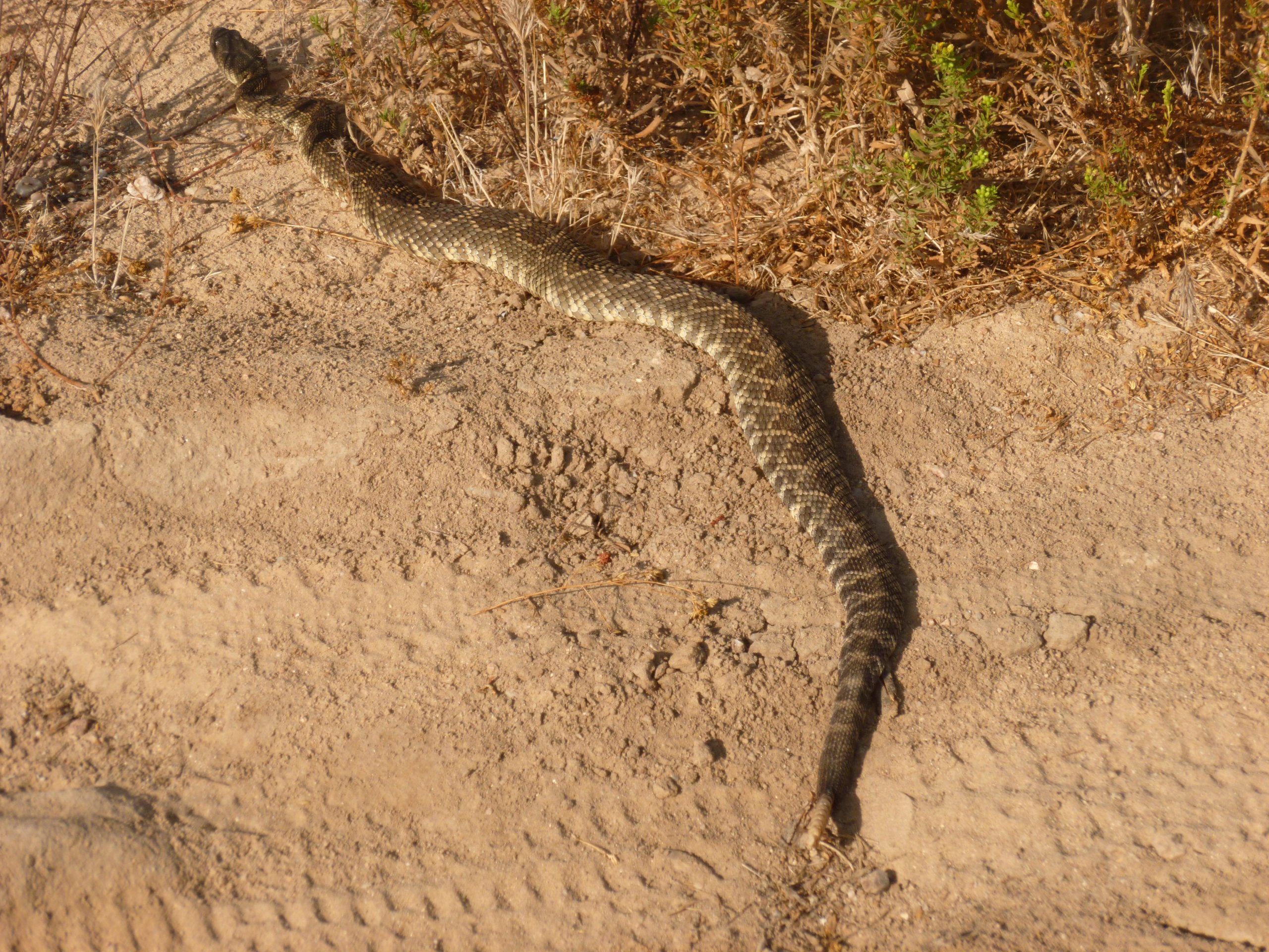 A large snake with a patterned, textured body resting on sandy ground, surrounded by sparse vegetation. Lake Calavera mountain bike trail.