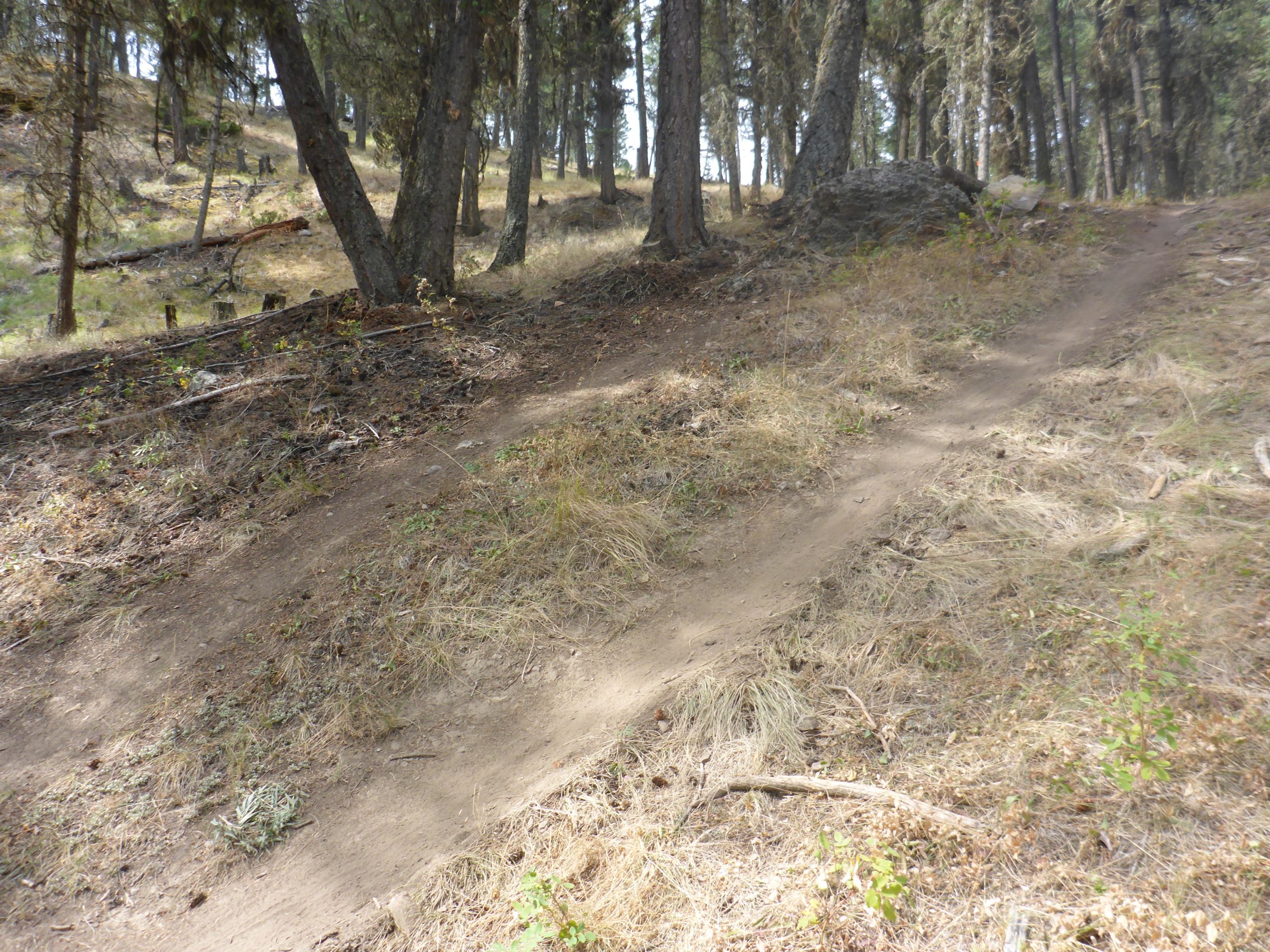 A dirt pathway winding through a forested area, surrounded by tall trees. The ground is slightly uneven with patches of grass and scattered sticks. Sunlight filters through the trees, creating a natural, serene atmosphere. Lake Lillian mountain bike trail.
