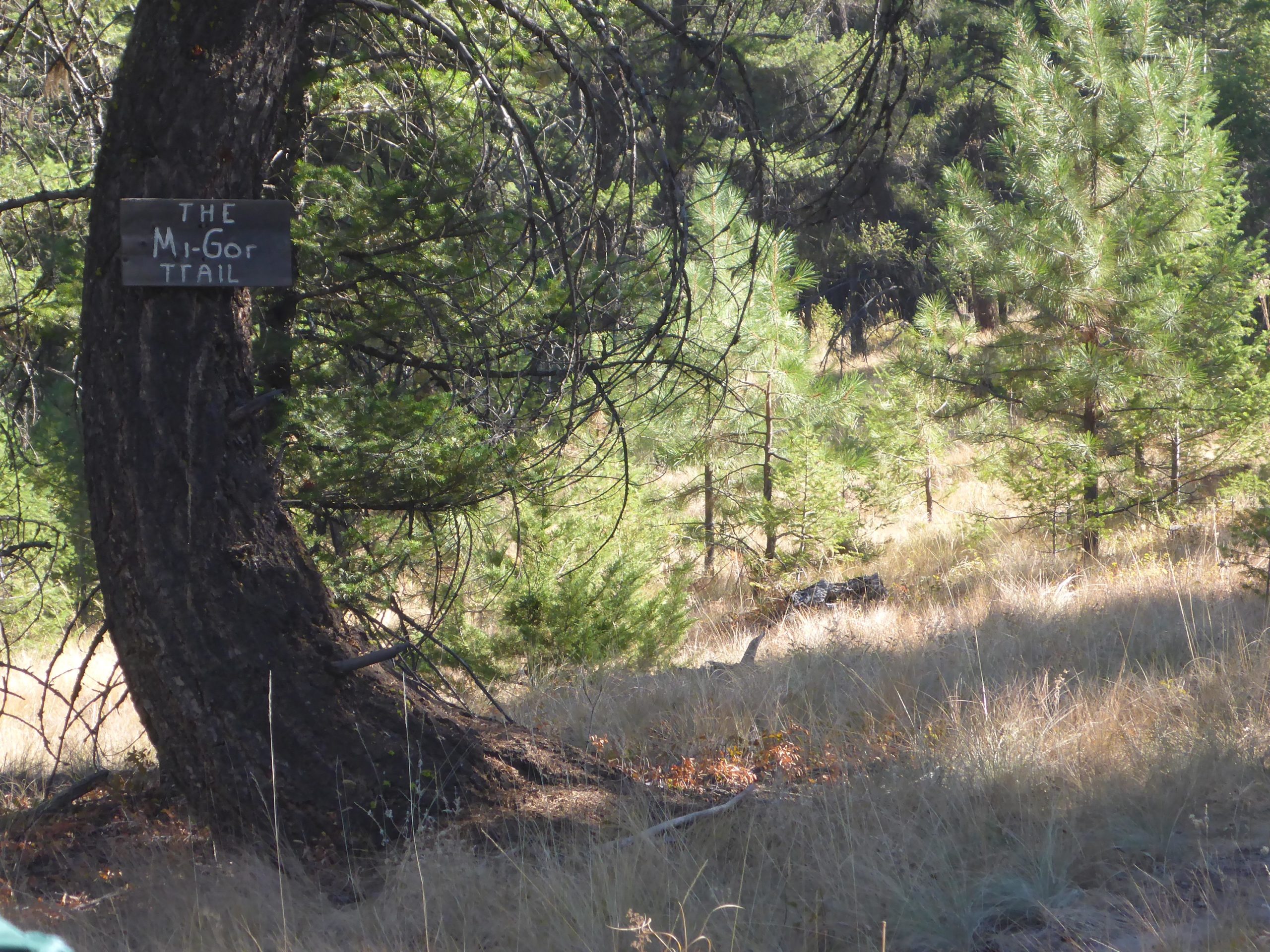 A rustic wooden sign reading "THE MI-GOR TRAIL" is attached to the trunk of a large tree, surrounded by lush greenery and patches of tall grass. The scene depicts a tranquil forest area with various evergreen trees in the background, indicating a natural hiking trail. Cranbrook Community Forest - South mountain bike trail.