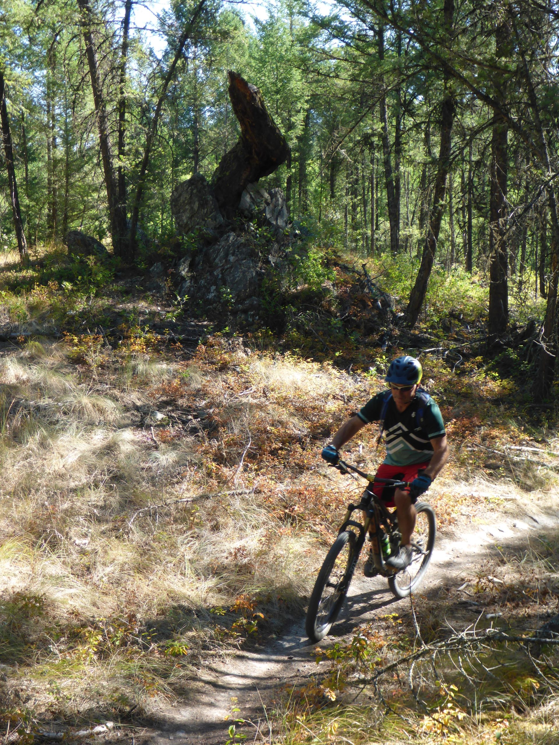 A mountain biker rides along a winding trail surrounded by tall trees and underbrush. A large rock formation with a unique shape is visible in the background, adding to the natural scenery. The cyclist is wearing a blue helmet and a colorful shirt, enjoying the outdoor adventure on a sunny day. Cranbrook Community Forest - South mountain bike trail.