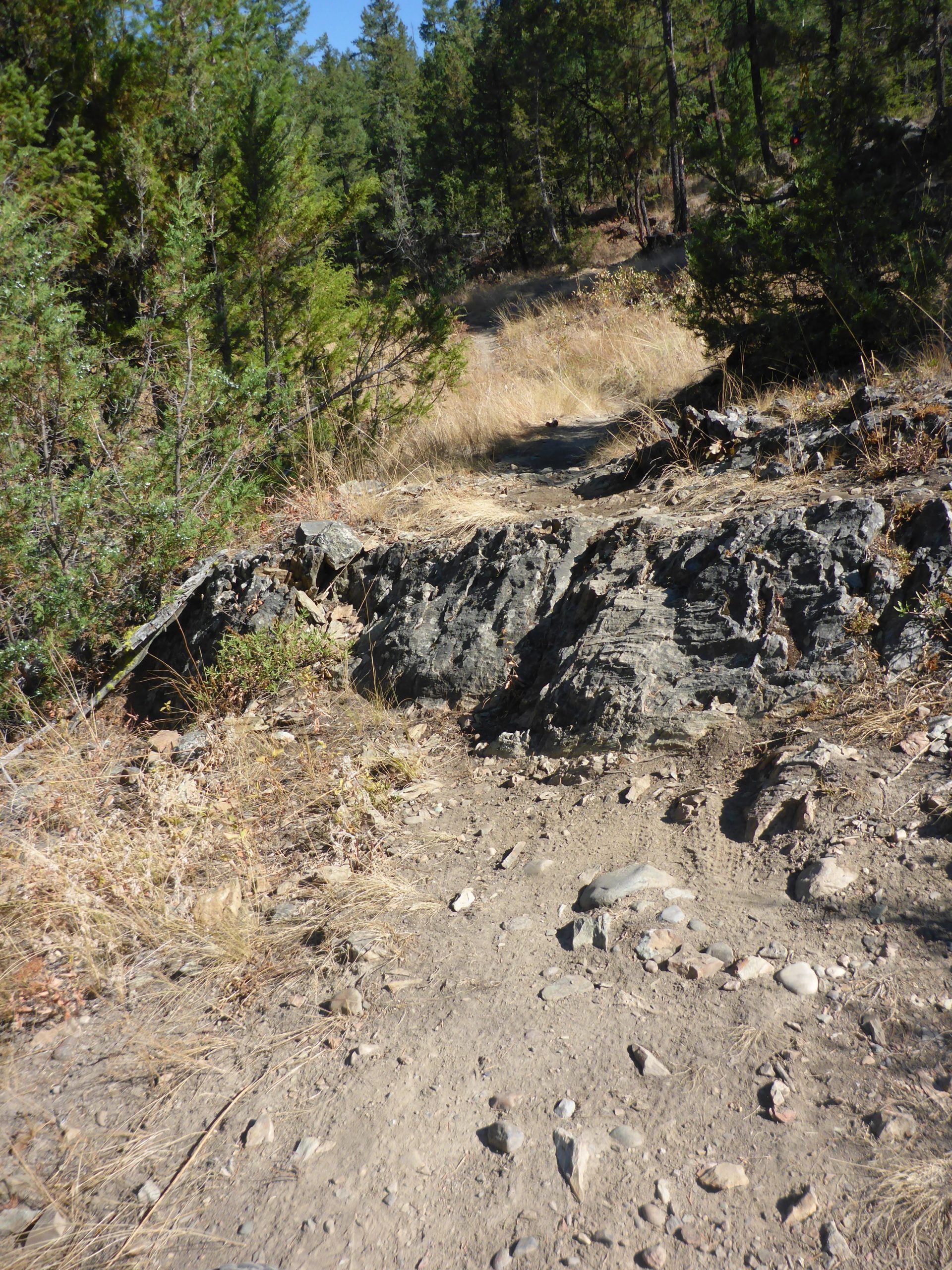 A rocky trail winding through a forested area, featuring patches of tall grass and scattered stones. The path appears worn and uneven, with sunlight filtering through the trees overhead, creating a serene outdoor atmosphere. Cranbrook Community Forest - South mountain bike trail.