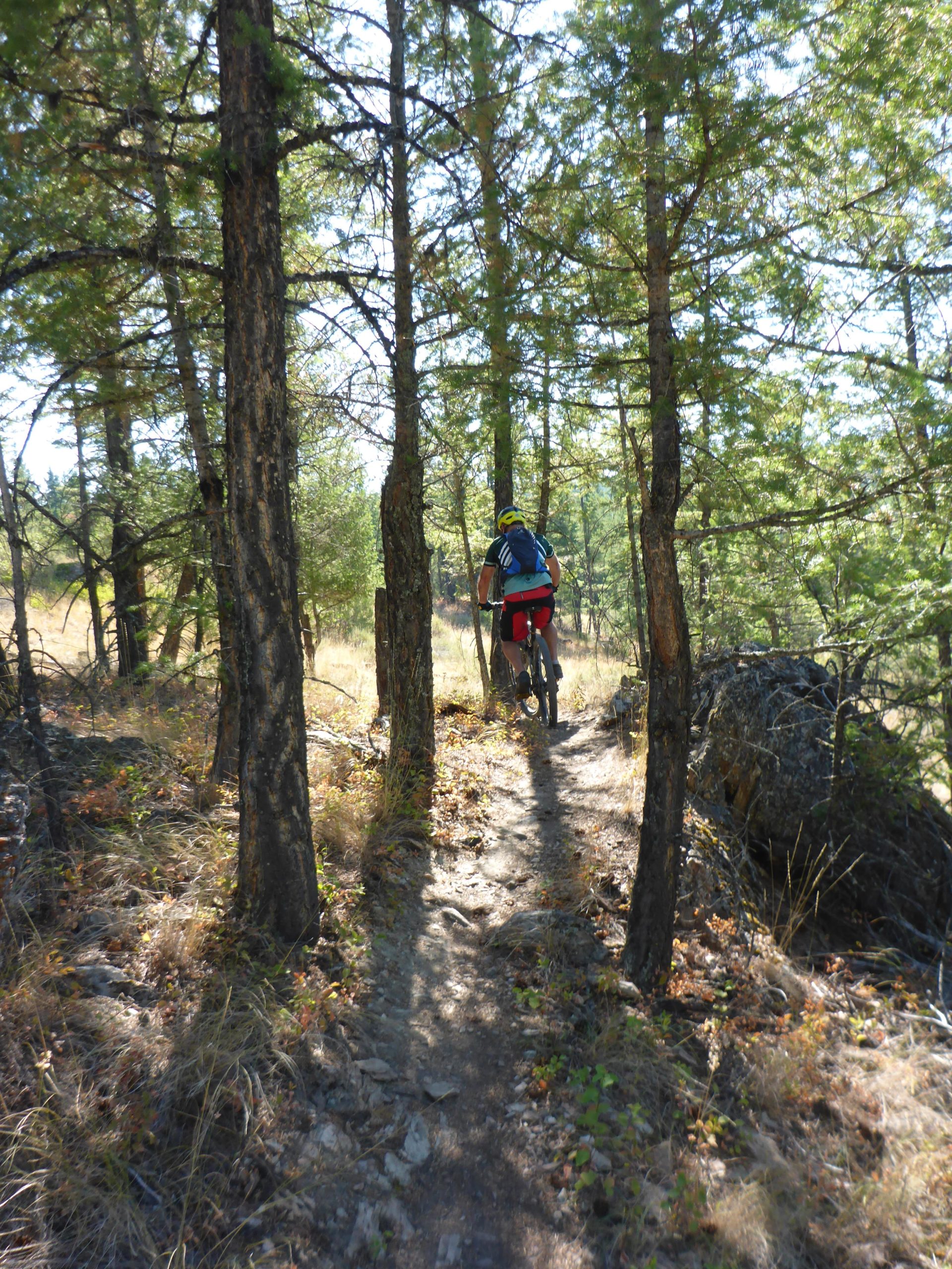 A person riding a mountain bike on a narrow trail surrounded by tall trees and greenery, with sunlight filtering through the branches. The terrain appears rugged, showcasing a natural outdoor setting. Cranbrook Community Forest - South mountain bike trail.