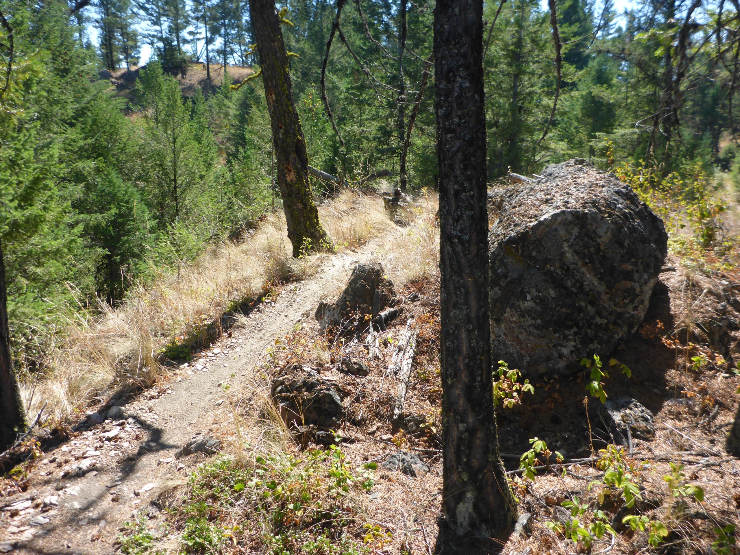 A narrow dirt trail winding through a forest of pine trees, with rocky outcrops and patches of dry grass along the sides. Sunlight filters through the trees, illuminating the path ahead. Cranbrook Community Forest - South mountain bike trail.
