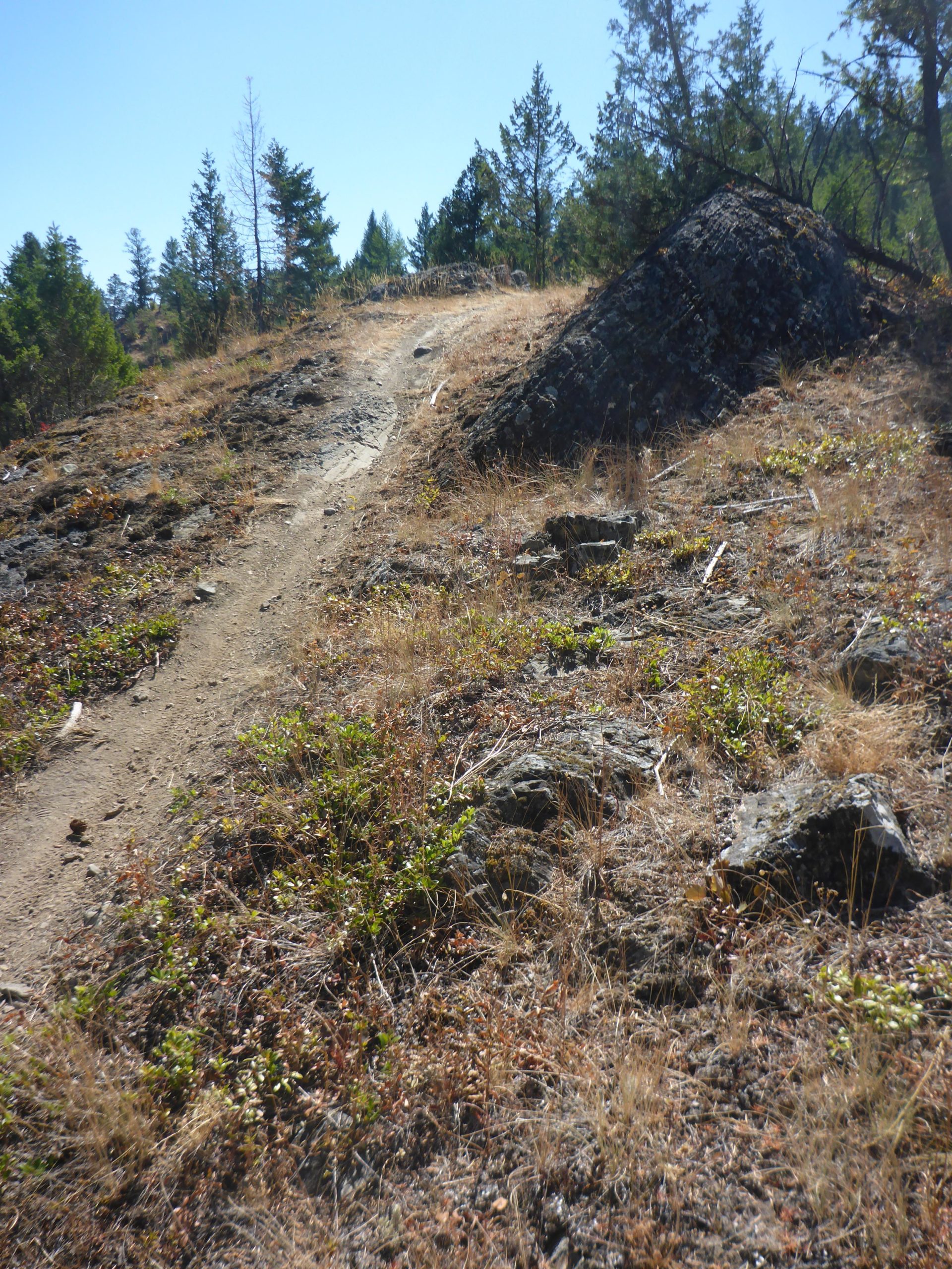 A narrow dirt trail winding through rocky terrain, surrounded by sparse golden grass and green shrubs, with tall evergreen trees in the background under a clear blue sky. Cranbrook Community Forest - South mountain bike trail.