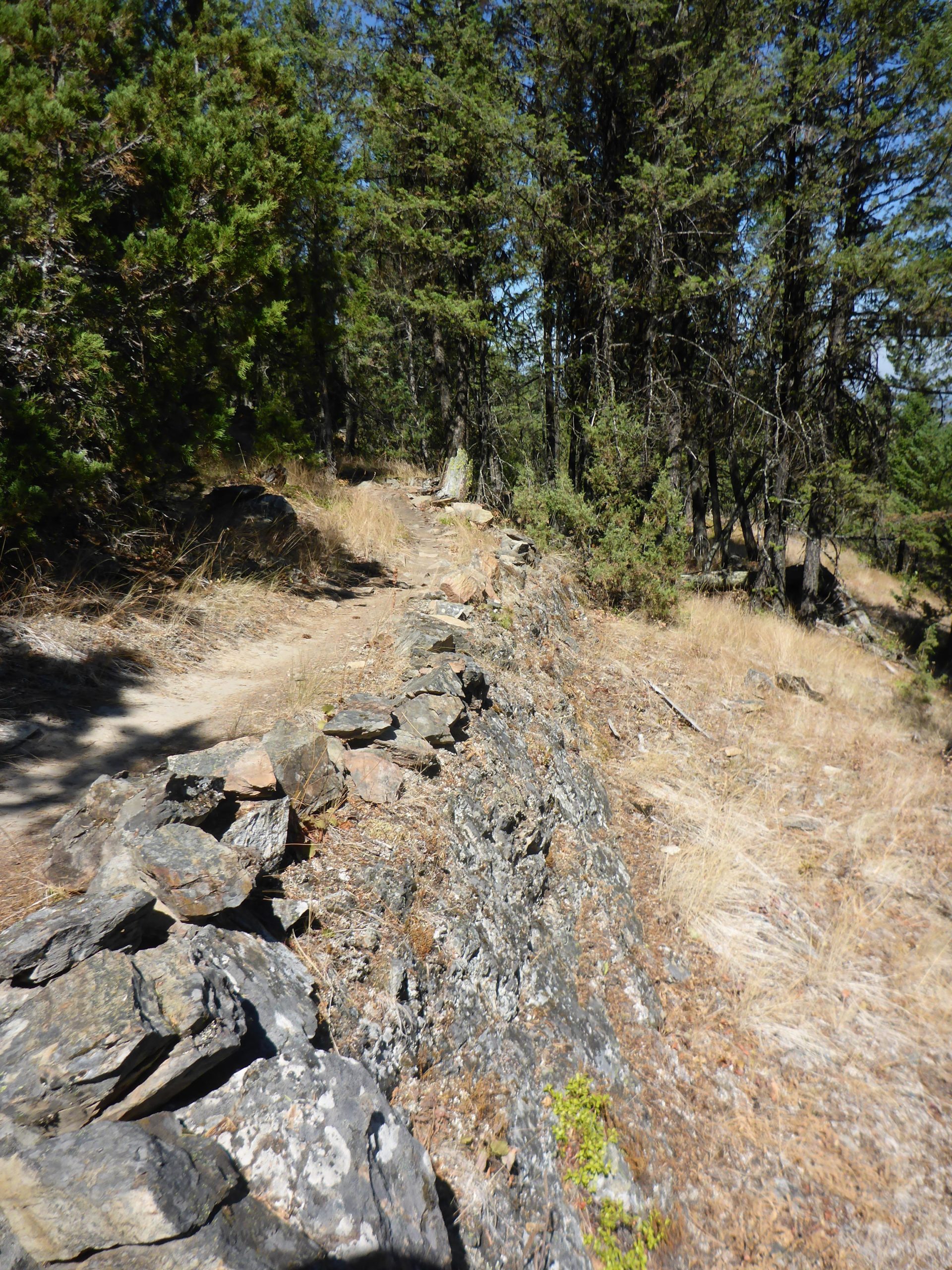 A narrow dirt trail winds through a forested area, lined with rocks and patches of dry grass. Dense, green trees create a canopy overhead, with a clear blue sky visible in the background. The scene conveys a tranquil outdoor setting, ideal for hiking or nature walks. Cranbrook Community Forest - South mountain bike trail.