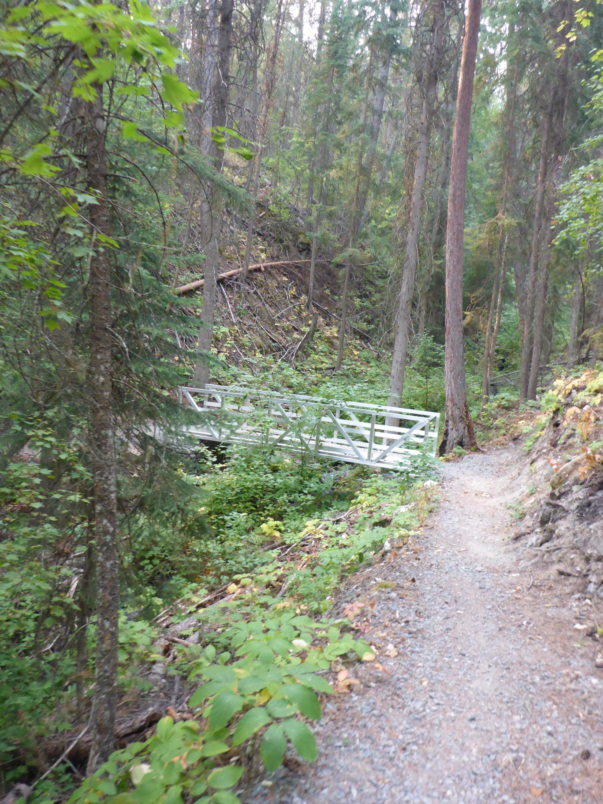 A narrow gravel trail winding through a dense forest with tall trees and lush green underbrush, leading to a white wooden bridge crossing a small ravine. The scene is serene and untouched, showcasing the natural beauty of the woodland environment. Mayook Trail mountain bike trail.