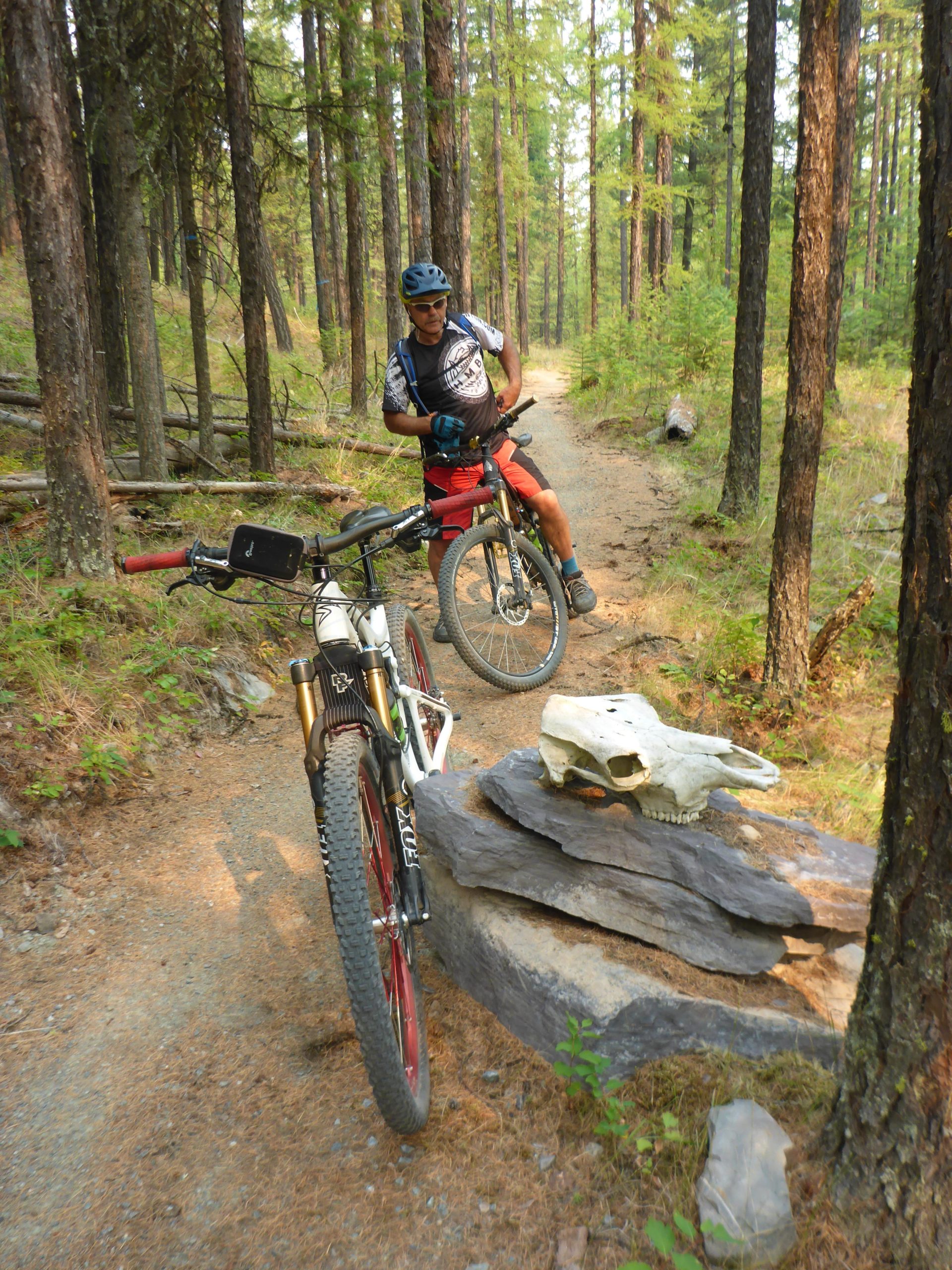 A mountain biker is seen paused on a trail in a dense forest, with tall trees surrounding him. He is wearing a helmet and a cycling outfit, while adjusting his bike. In the foreground, two mountain bikes are parked on the side of the path, and a white skull is resting on a rock nearby, adding to the natural setting. The trail is lined with pine needles and has a winding path leading further into the woods. Mayook Trail mountain bike trail.
