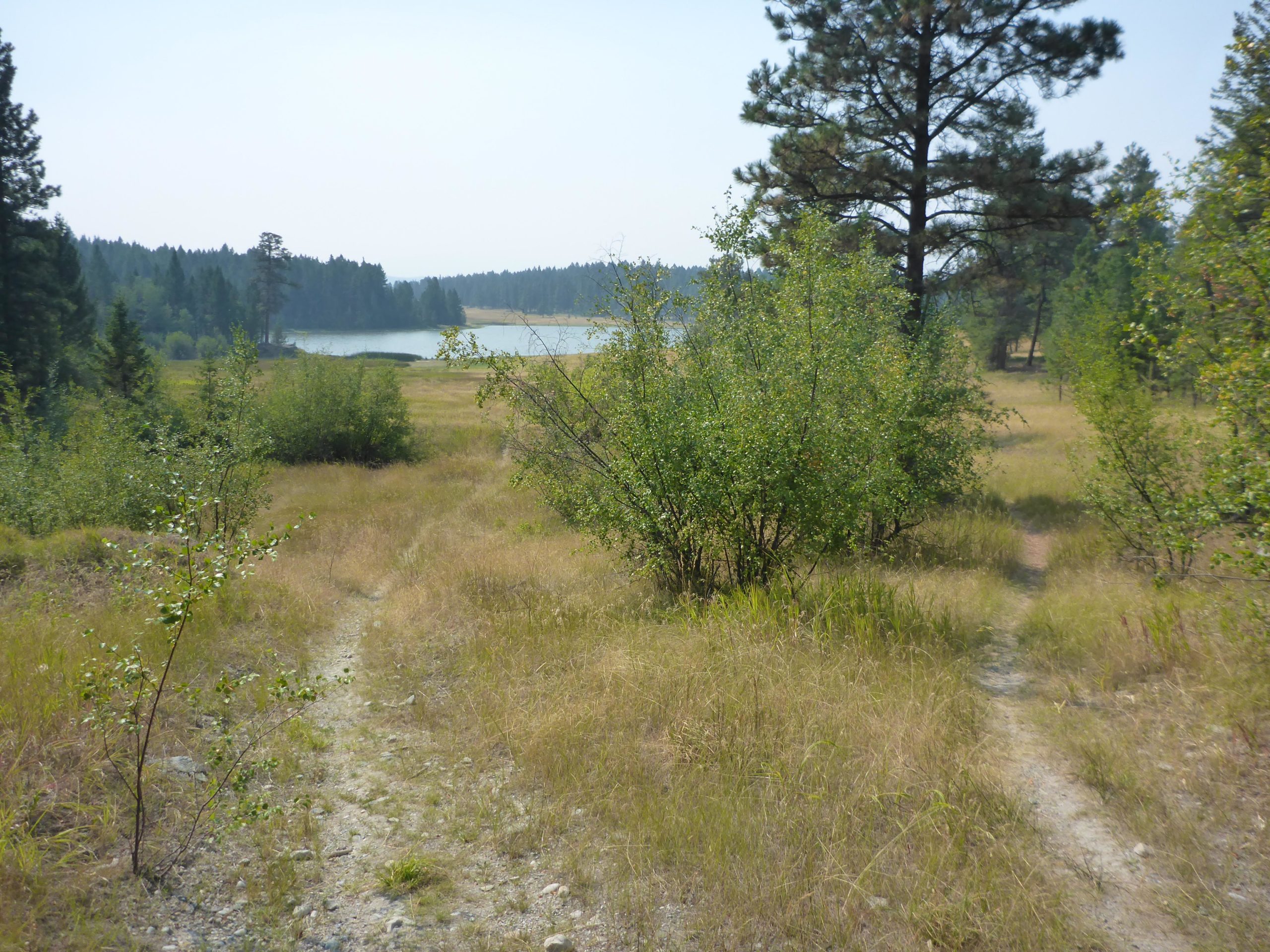 A serene landscape featuring a grassy path leading towards a calm lake, surrounded by trees and shrubs. The scene depicts a tranquil natural setting under clear skies. Cranbrook Community Forest - South mountain bike trail.