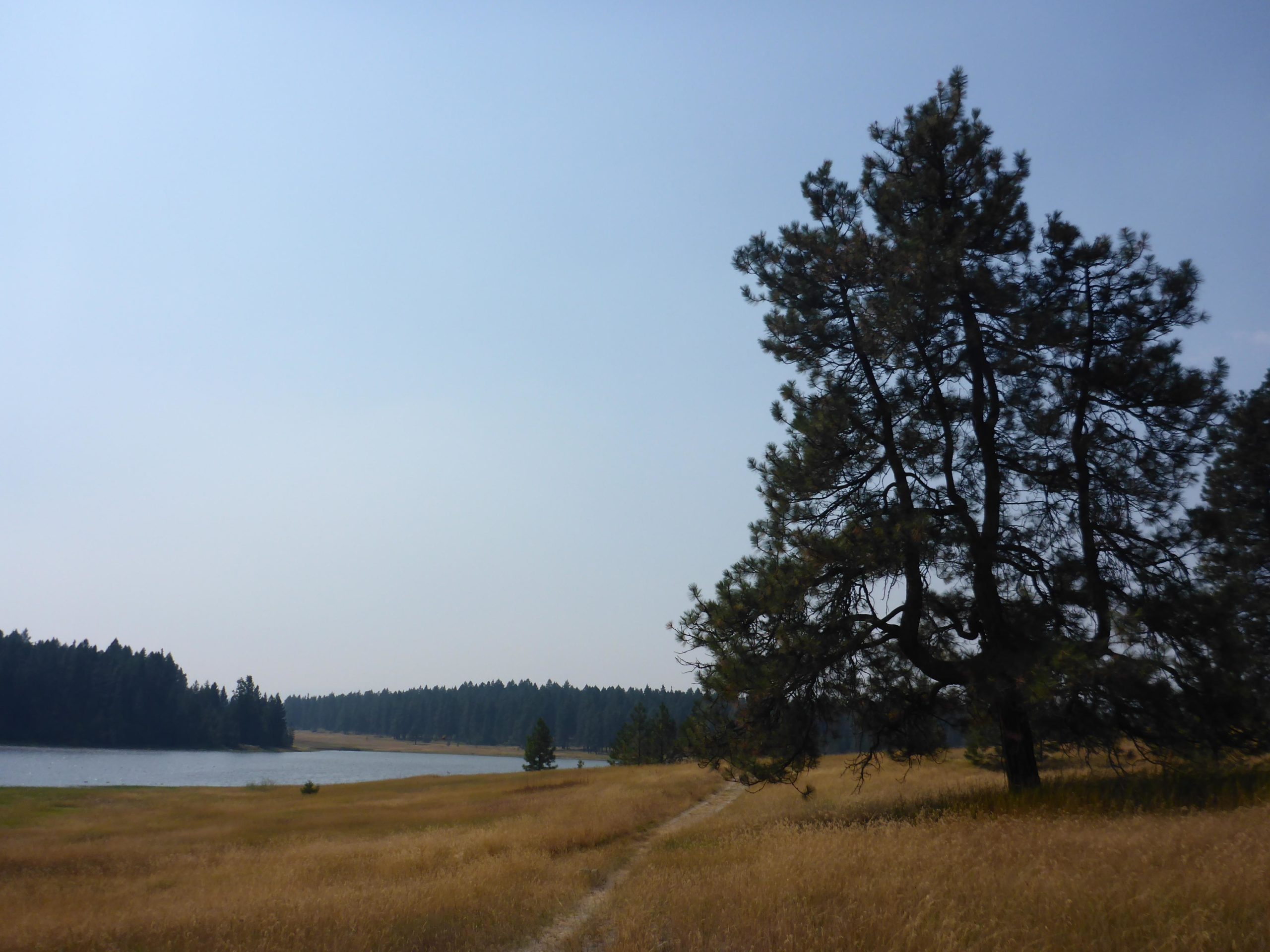 A scenic view of a lake surrounded by golden grass and trees, with a clear blue sky above. A solitary tree stands on the right, casting a shadow over the grassy area, while a pathway meanders through the landscape towards the water. The background features a dense line of trees along the shore. Cranbrook Community Forest - South mountain bike trail.