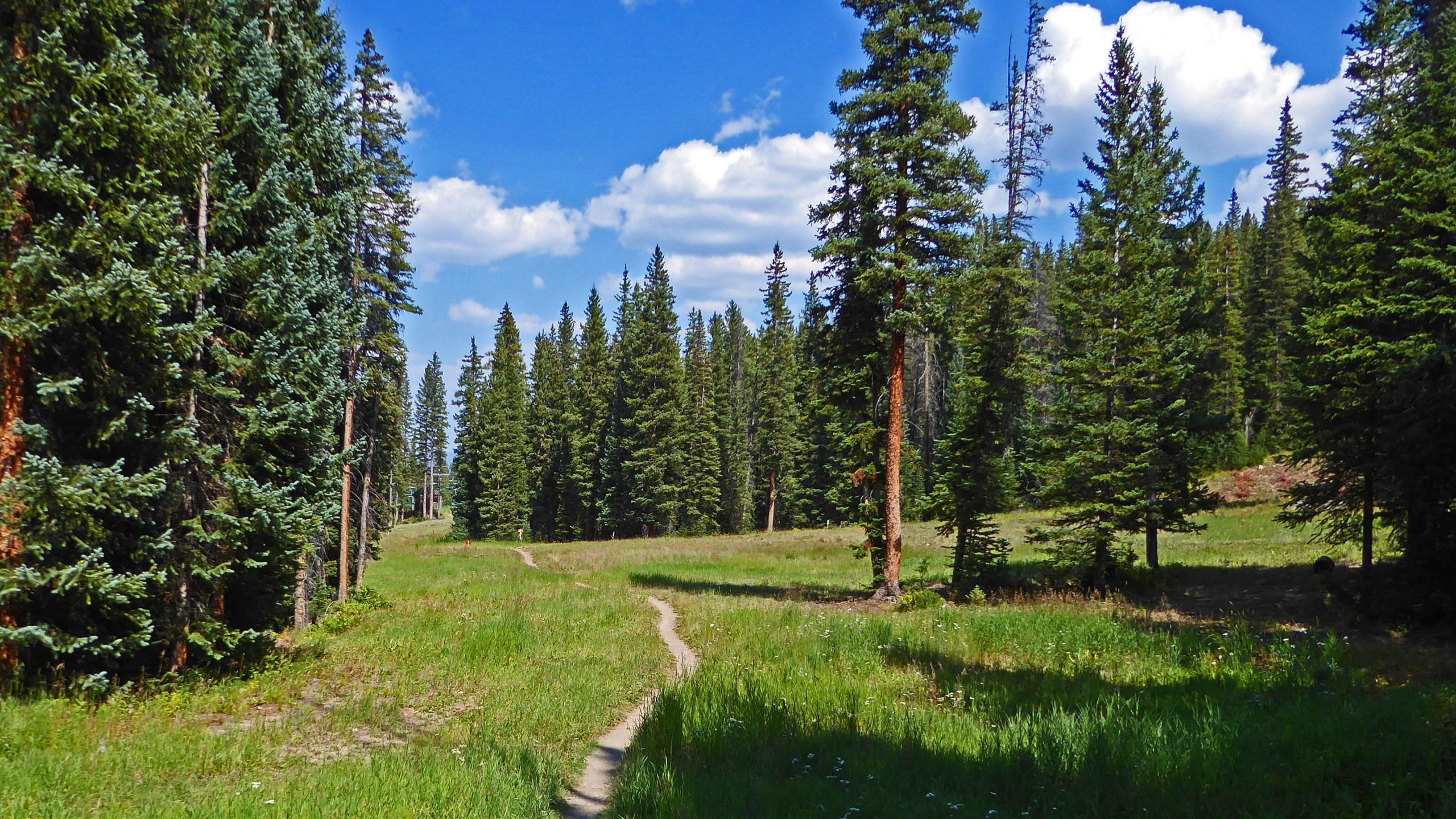 A scenic view of a winding dirt path through a lush green meadow, surrounded by tall evergreen trees under a bright blue sky with a few fluffy white clouds. Bike Snowmass Bike Park mountain bike trail.