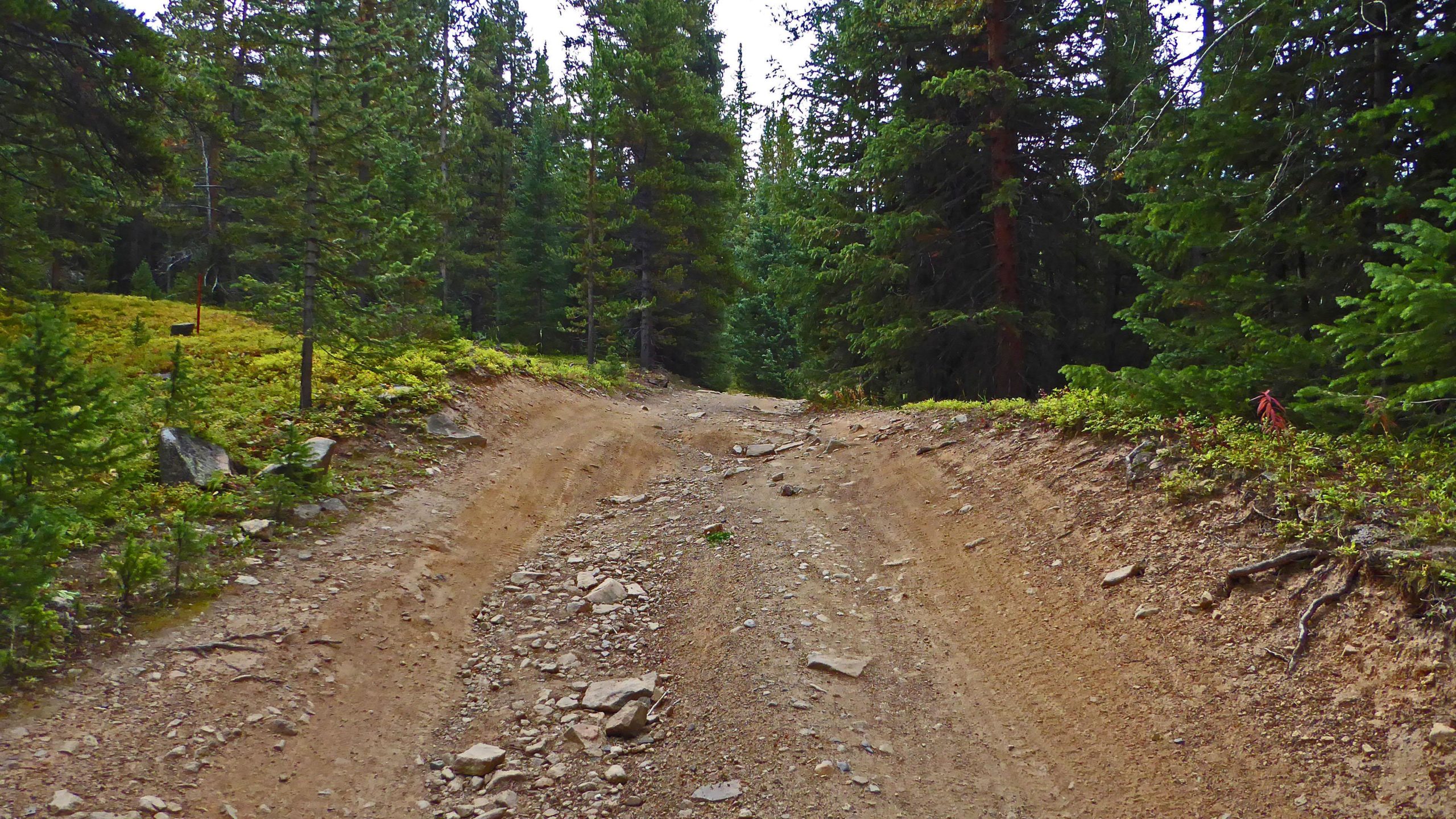 A dirt path winding through a forested area, flanked by tall pine trees and patches of greenery. The trail is uneven and rocky, indicating it is suitable for off-road vehicles or hiking. Mountain Pride Trail mountain bike trail.