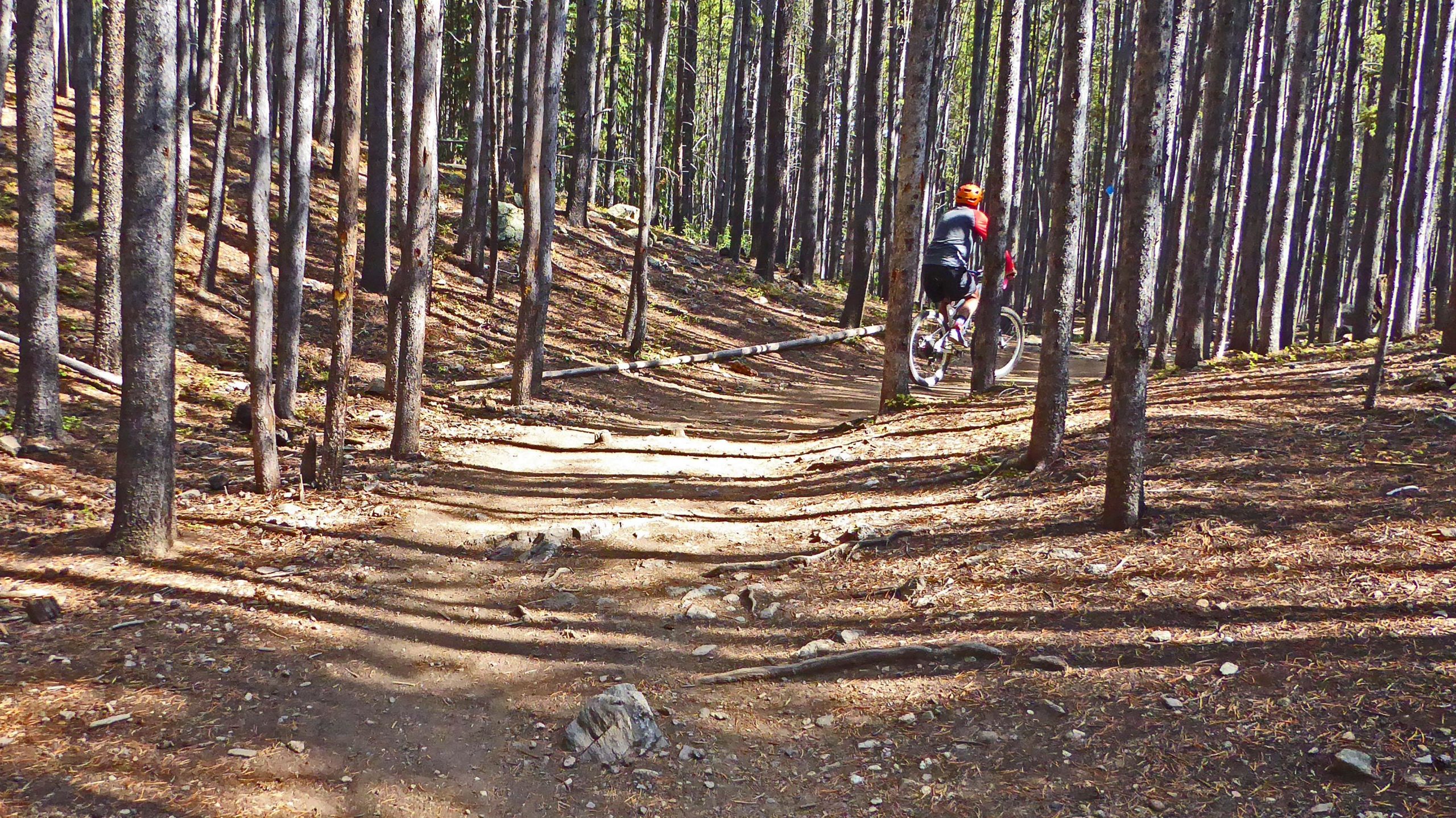 A mountain biker riding along a narrow dirt trail in a forest, surrounded by tall, slender trees with dappled sunlight filtering through the foliage. The path has uneven surfaces and rocks, indicating a rugged outdoor environment. Peaks Trail mountain bike trail.