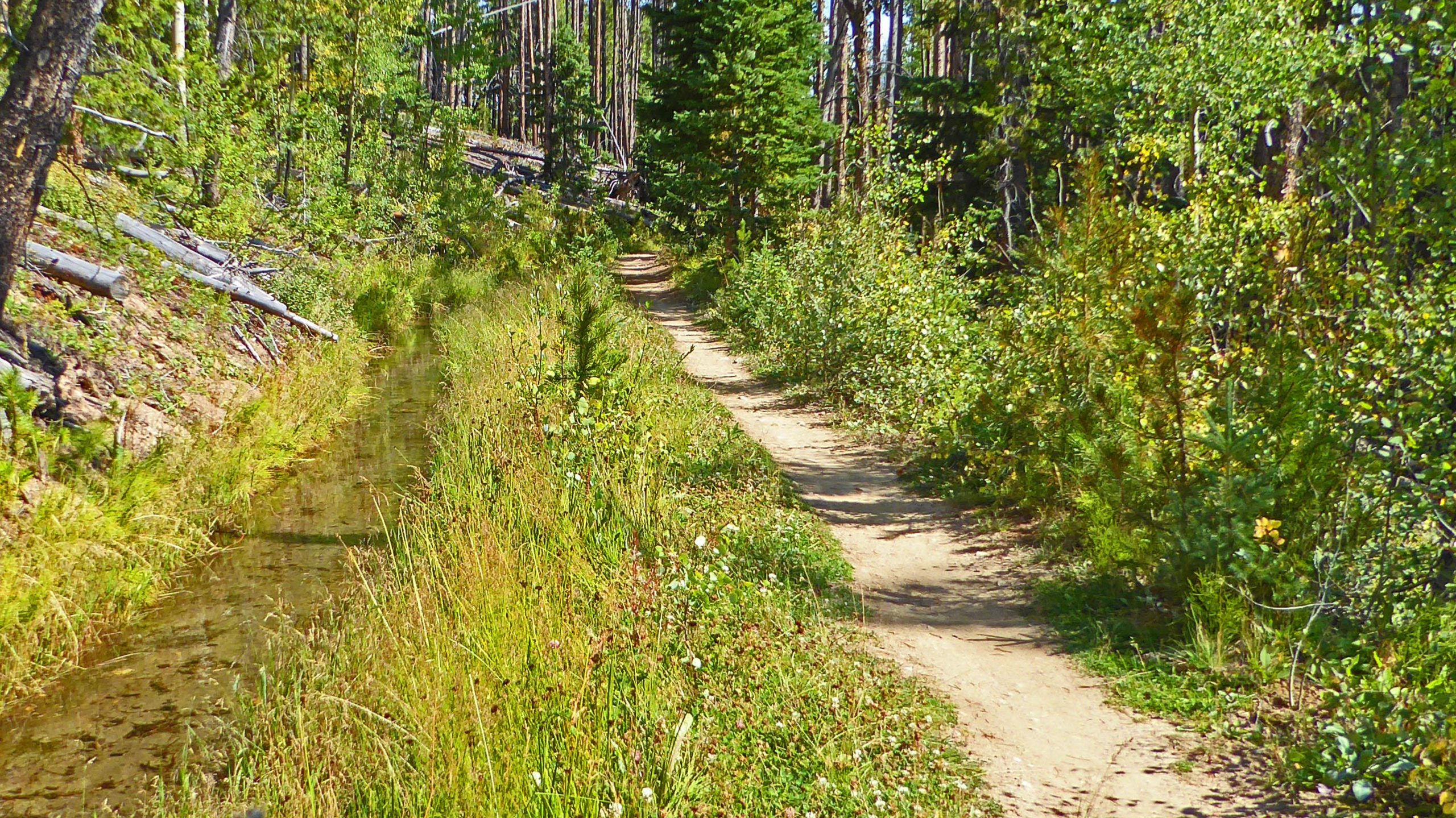 A scenic dirt trail winding through a forest, bordered by lush greenery and a shallow stream on one side. Sunlight filters through the trees, illuminating the vibrant plants and grasses along the path. Peaks Trail mountain bike trail.