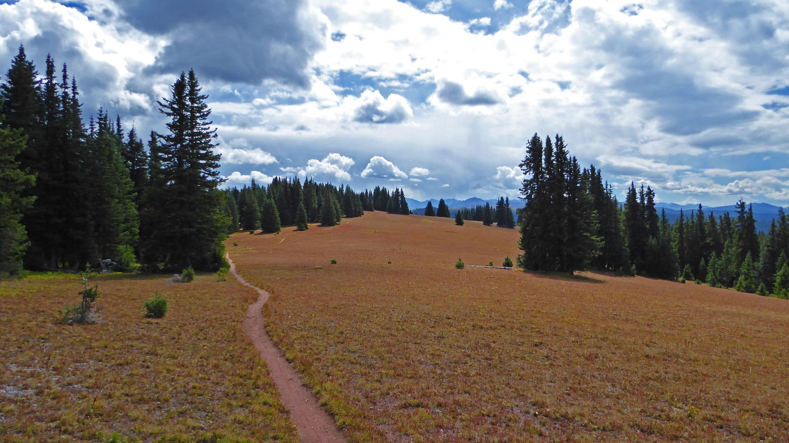 A scenic landscape featuring a winding dirt path leading through a golden meadow, surrounded by tall evergreen trees under a partly cloudy sky. Mountains are visible in the distance, creating a serene and natural setting. Two Elk via Vail Pass mountain bike trail.