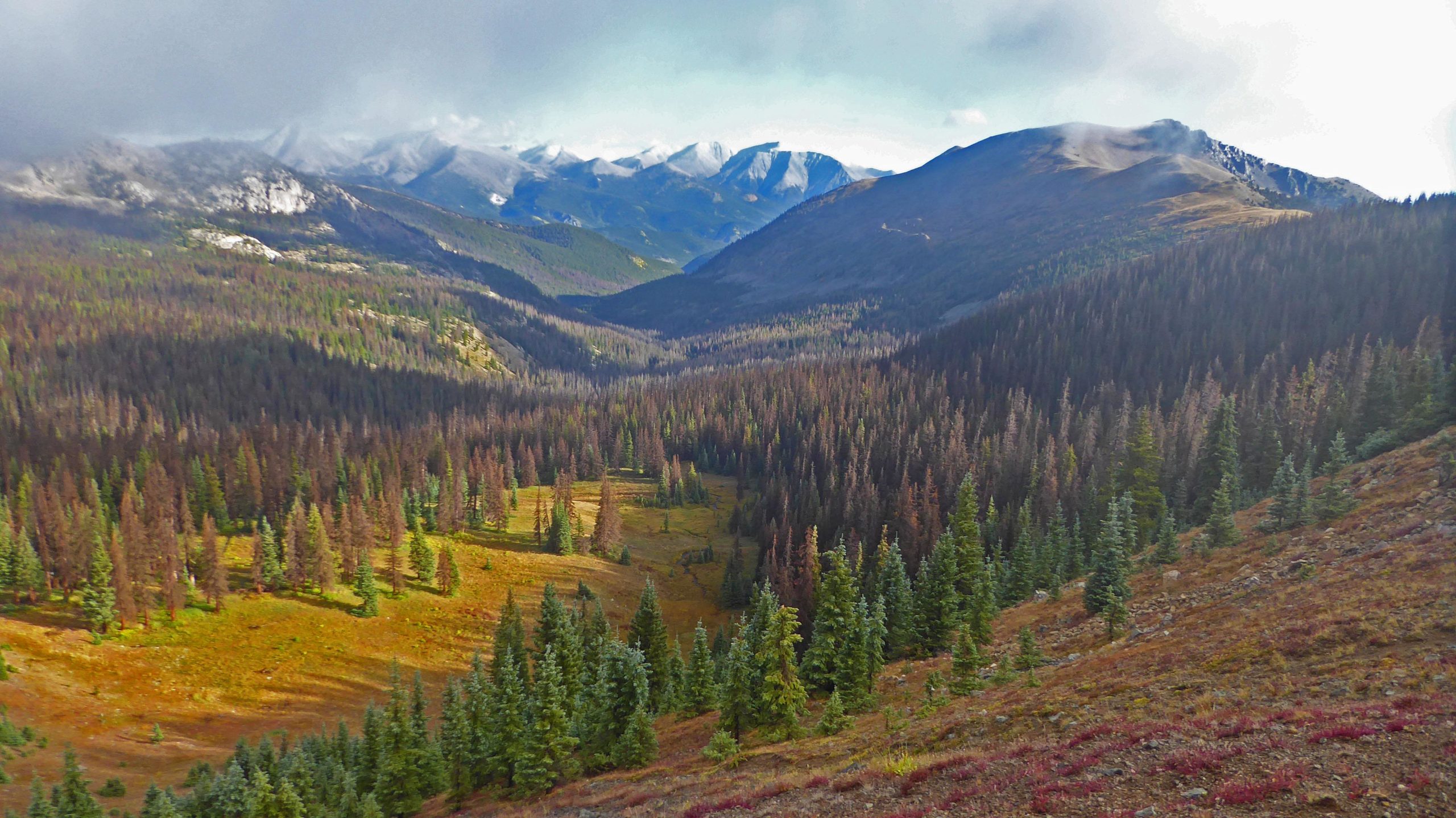 A panoramic view of a mountainous landscape featuring lush green coniferous trees interspersed with patches of dried and brown foliage. The foreground showcases a gentle valley with a mix of grassy areas and an array of tree colors, while the background reveals towering mountains partially shrouded in clouds, creating a dramatic and serene atmosphere. The scene is brightened by sunlight peeking through the clouds, highlighting the natural beauty of the environment. Monarch Crest Trail mountain bike trail.