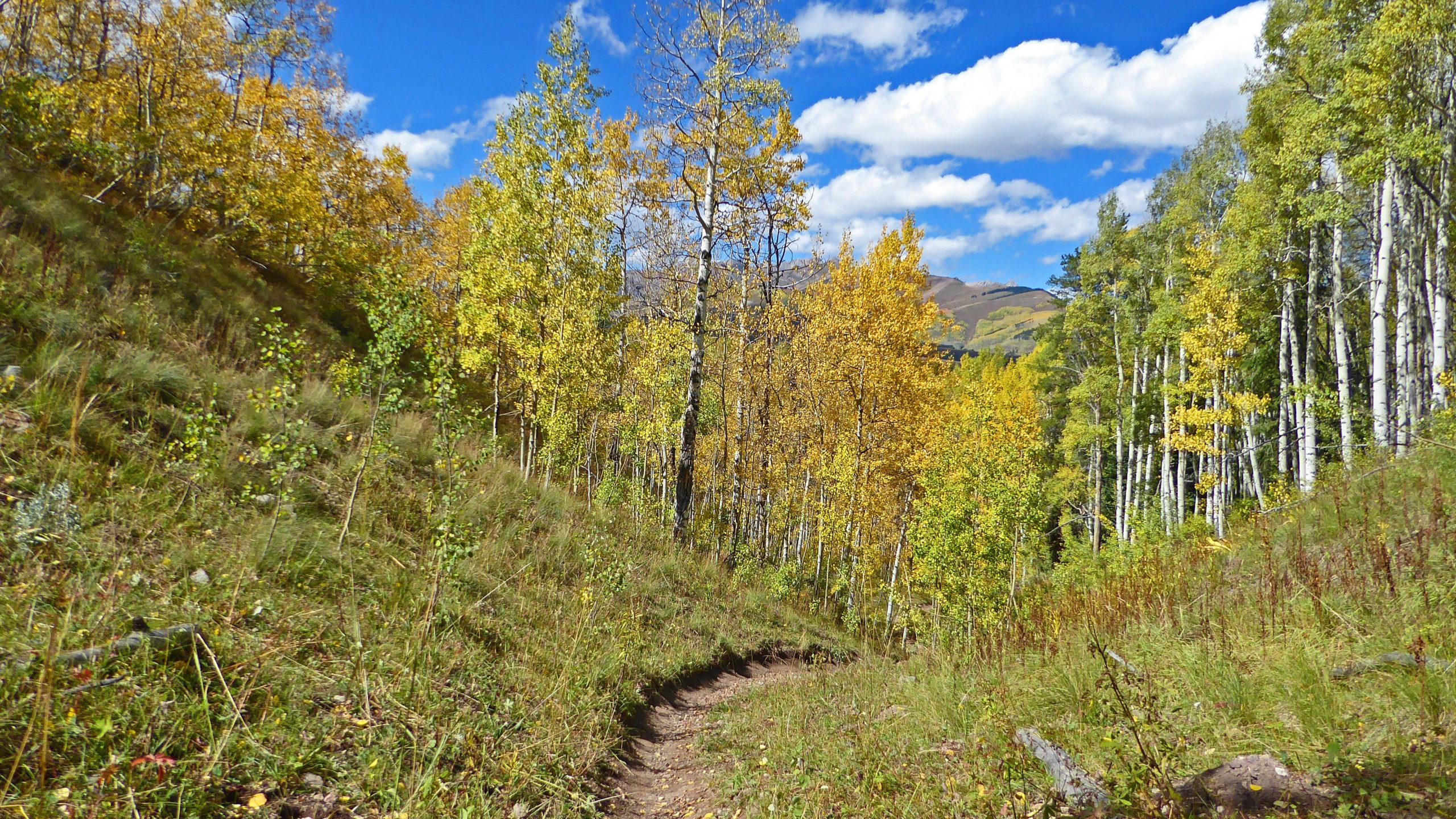 A winding dirt path surrounded by vibrant, golden-leaved trees and lush green grass, set against a bright blue sky with fluffy white clouds. The scene captures the beauty of autumn in a forested area. Strand Hill mountain bike trail.