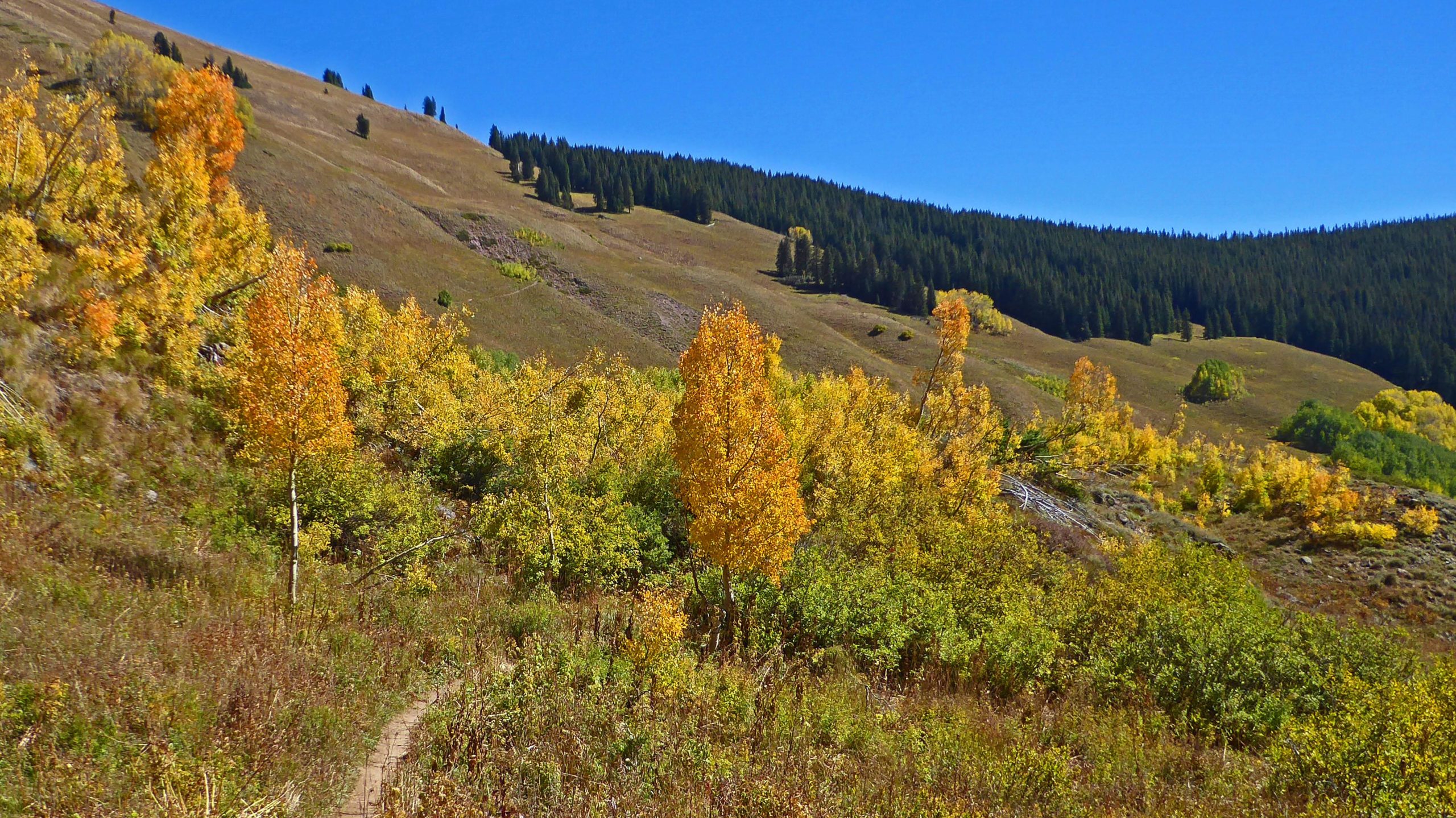 A scenic landscape featuring rolling hills adorned with vibrant autumn foliage, including shades of yellow and orange. The backdrop consists of a dense forest of green trees under a clear blue sky, creating a picturesque autumn setting. A winding dirt path meanders through the grassy terrain, inviting exploration of the natural beauty. Teocalli Ridge mountain bike trail.