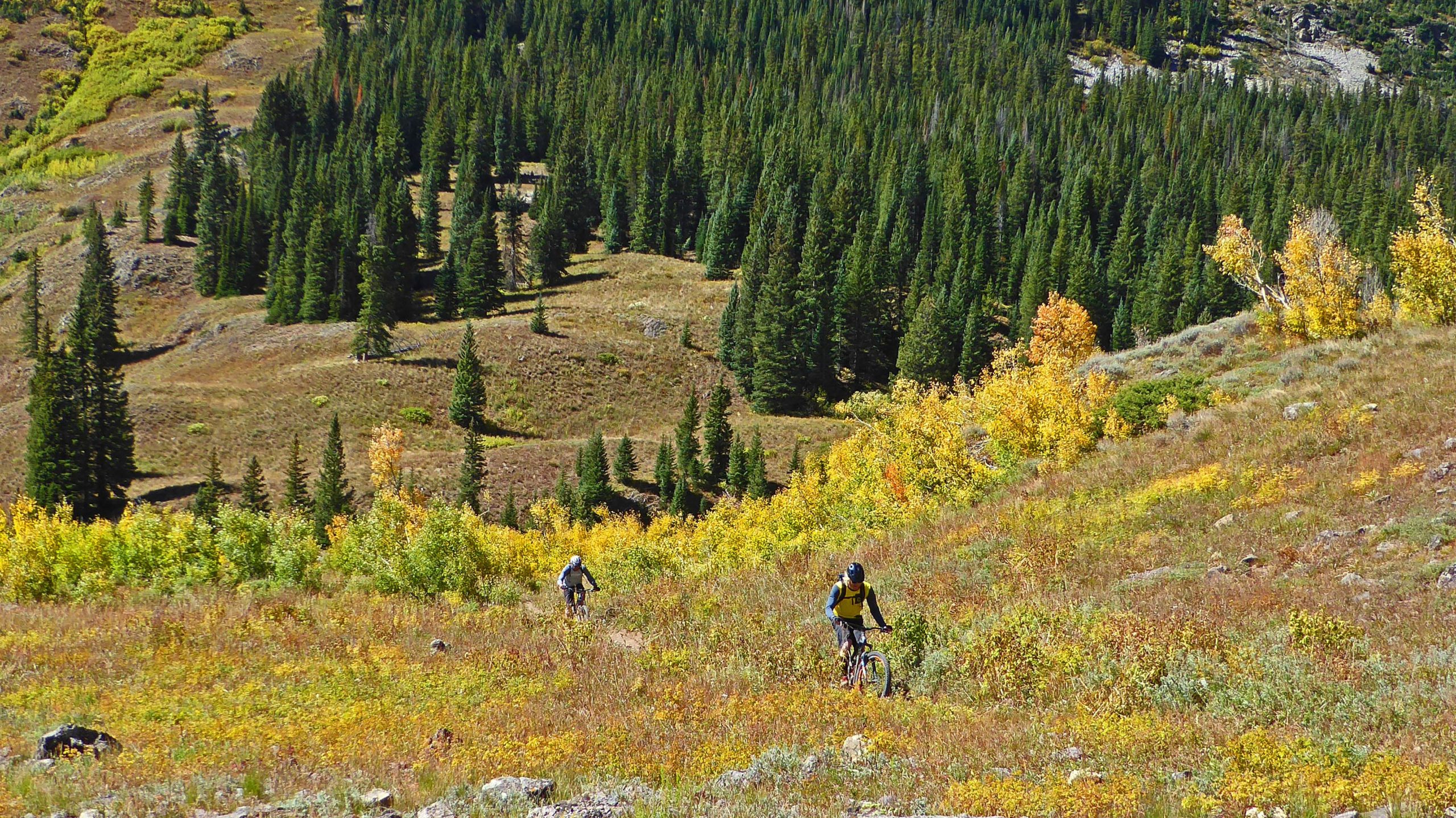 Two mountain bikers navigate a vibrant landscape with a mix of green evergreens and patches of yellow foliage in a mountainous terrain. The scene captures the essence of outdoor recreation during the fall season. Teocalli Ridge mountain bike trail.