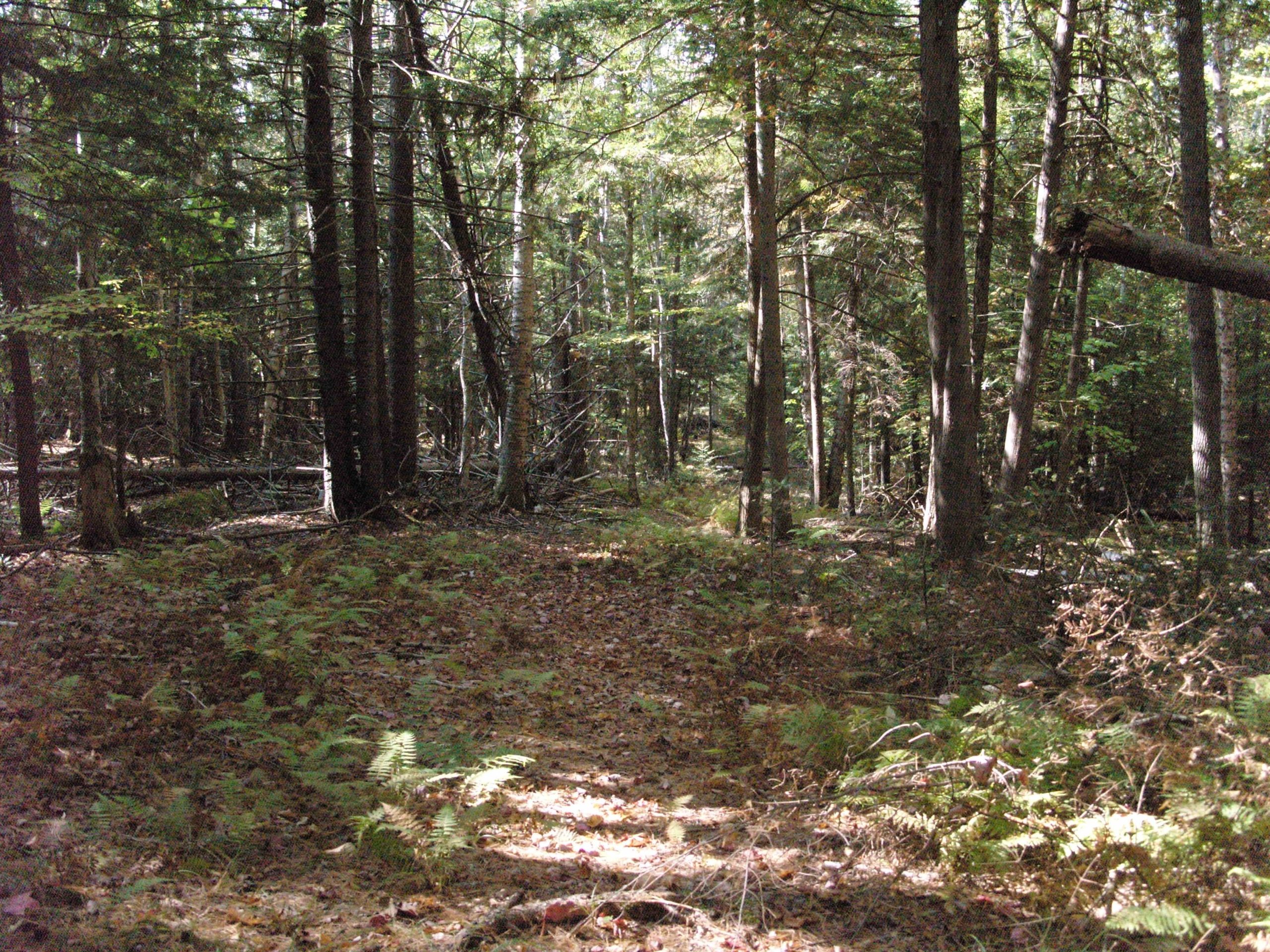 A serene forest scene with tall trees and a well-trodden path. Sunlight filters through the leaves, illuminating patches of ferns and scattered fallen leaves on the ground, creating a peaceful natural setting. Dewey Mountain mountain bike trail.