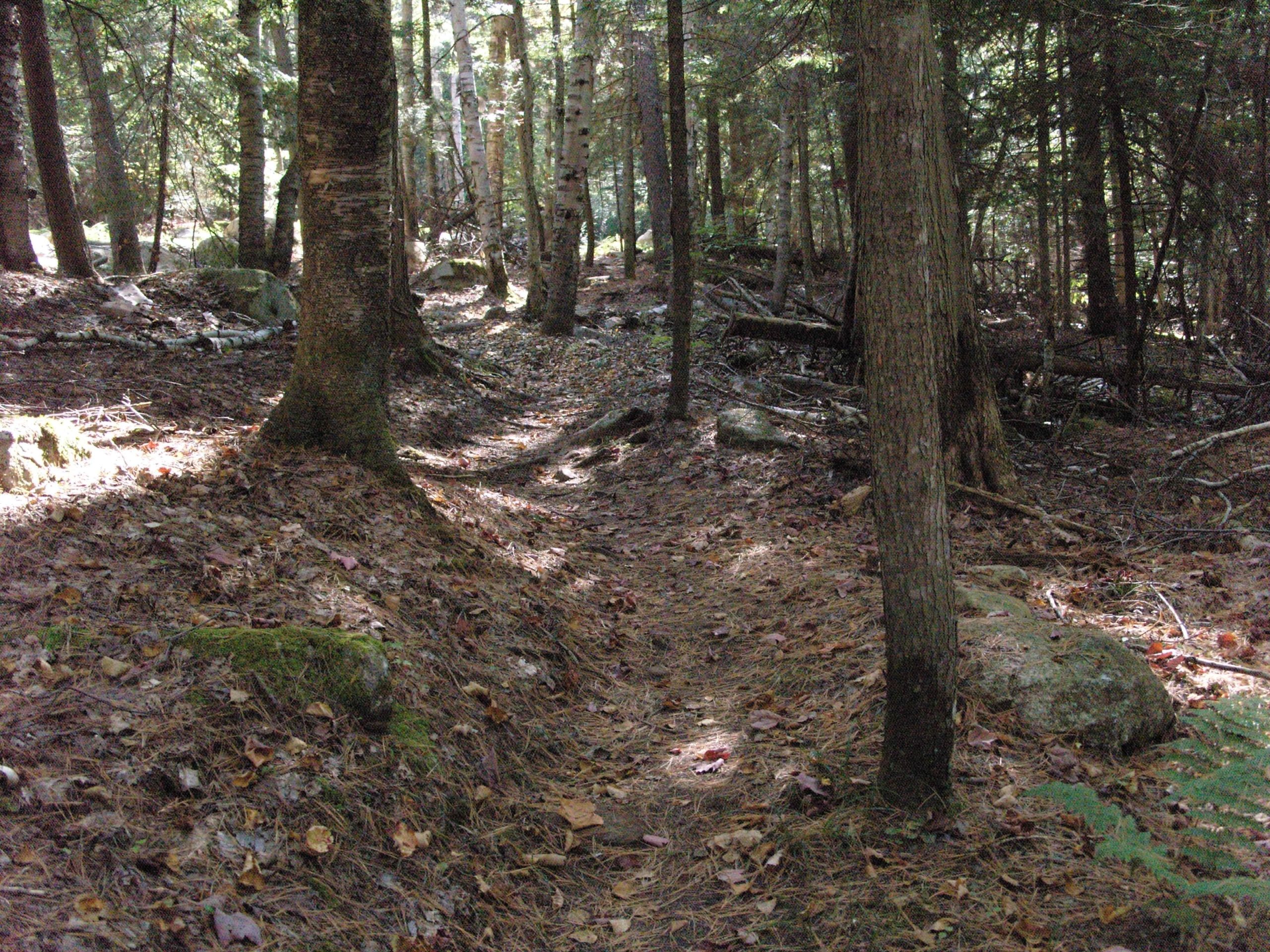 A narrow dirt path winding through a dense forest, surrounded by tall trees with green and brown foliage. The ground is covered with fallen leaves and scattered rocks, creating a natural, serene atmosphere. Sunlight filters through the canopy, illuminating parts of the trail. Dewey Mountain mountain bike trail.