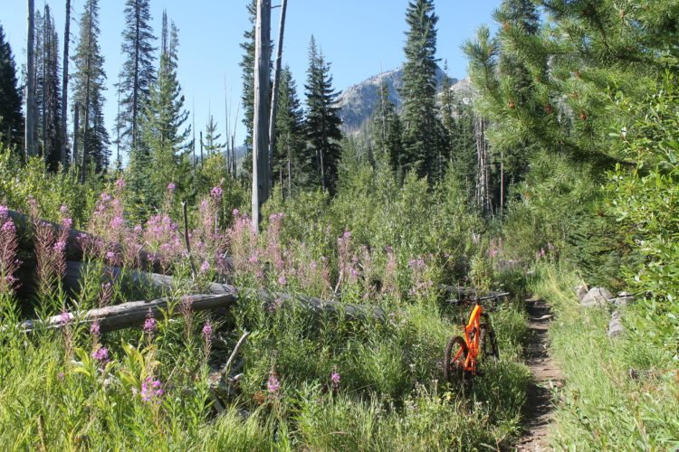 A mountain biking trail surrounded by tall trees and vibrant purple wildflowers. An orange bicycle is parked on the side of the path, which is lined with lush green grass and shrubs, leading into a forested area with a mountainous backdrop.
