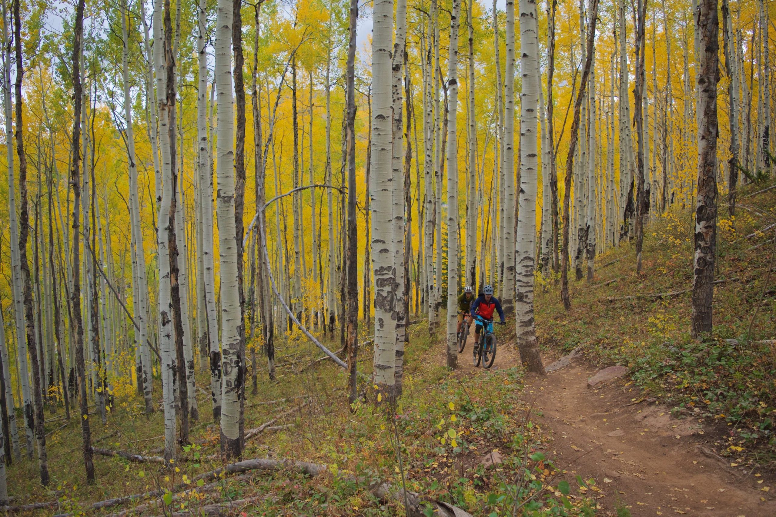 Two mountain bikers navigate a winding trail through a vibrant forest of aspen trees with bright yellow leaves. The scene is set in autumn, showcasing the contrast between the white bark of the trees and the colorful foliage, creating a picturesque outdoor setting. Vail Mountain Bike Park mountain bike trail.