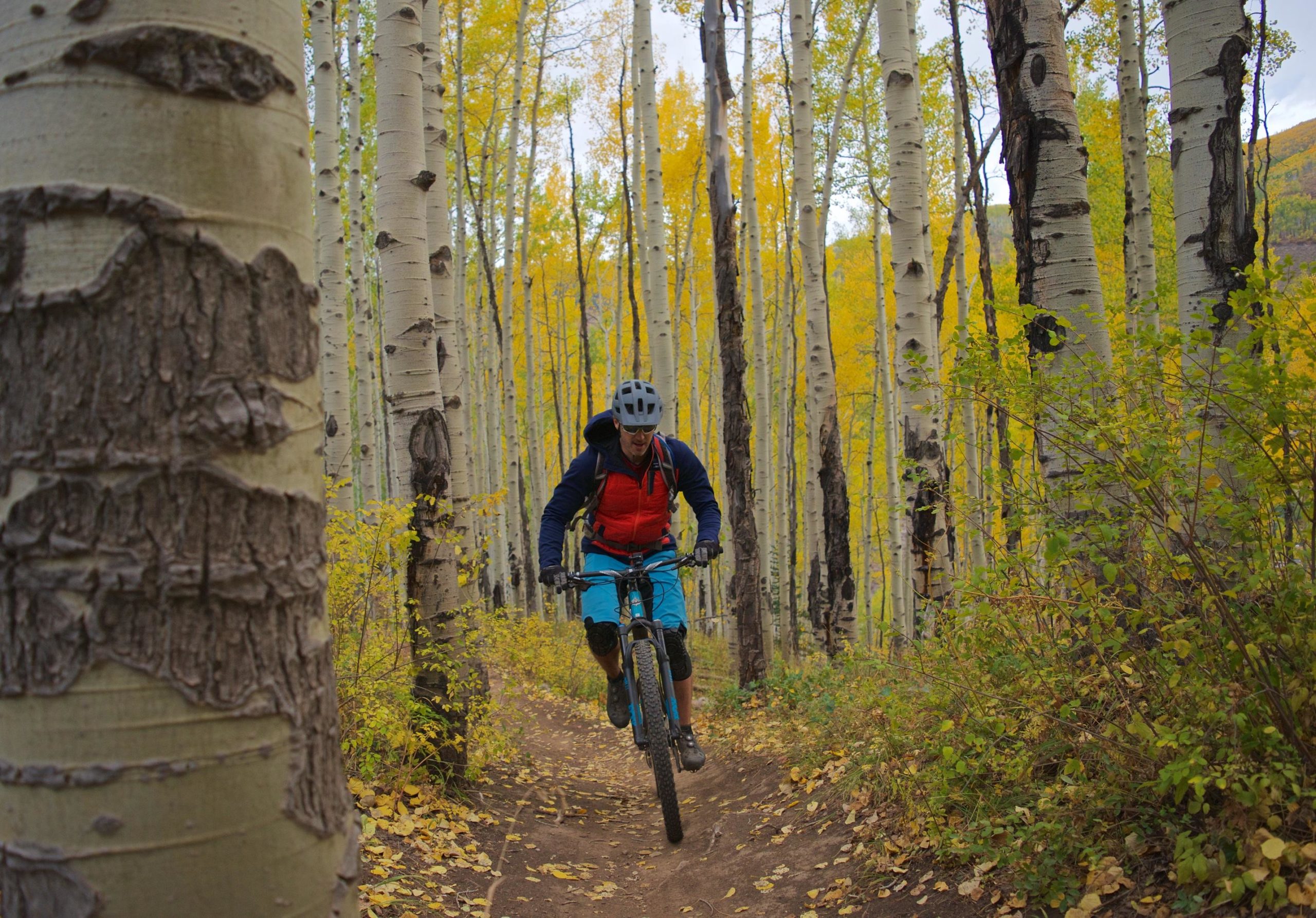 A mountain biker riding a trail through a grove of tall aspen trees with yellow leaves, showcasing an autumnal setting. The biker is wearing a helmet and a colorful outfit, and the trail is bordered by foliage and fallen leaves. Vail Mountain Bike Park mountain bike trail.