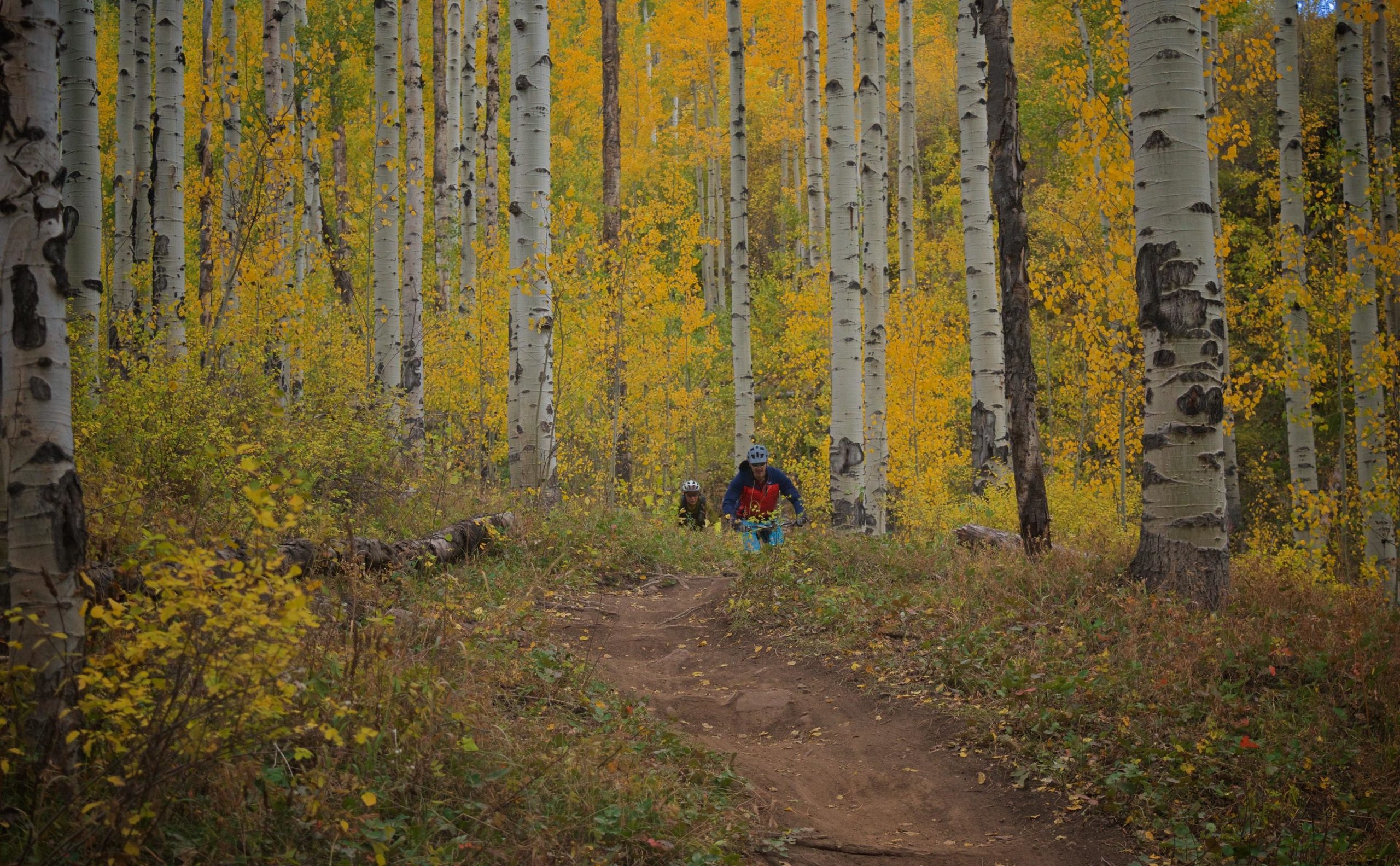 A mountain biker and a child ascend a dirt trail surrounded by tall aspen trees with vibrant yellow leaves during autumn. The scene captures the beauty of the changing seasons in a serene forest setting. Vail Mountain Bike Park mountain bike trail.