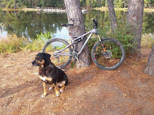 Salsa Horsethief: A black and brown dog sitting on the ground near a bicycle, with a calm lake and trees in the background. The bicycle is resting against a tree, and there is a wooden dock visible in the distance.