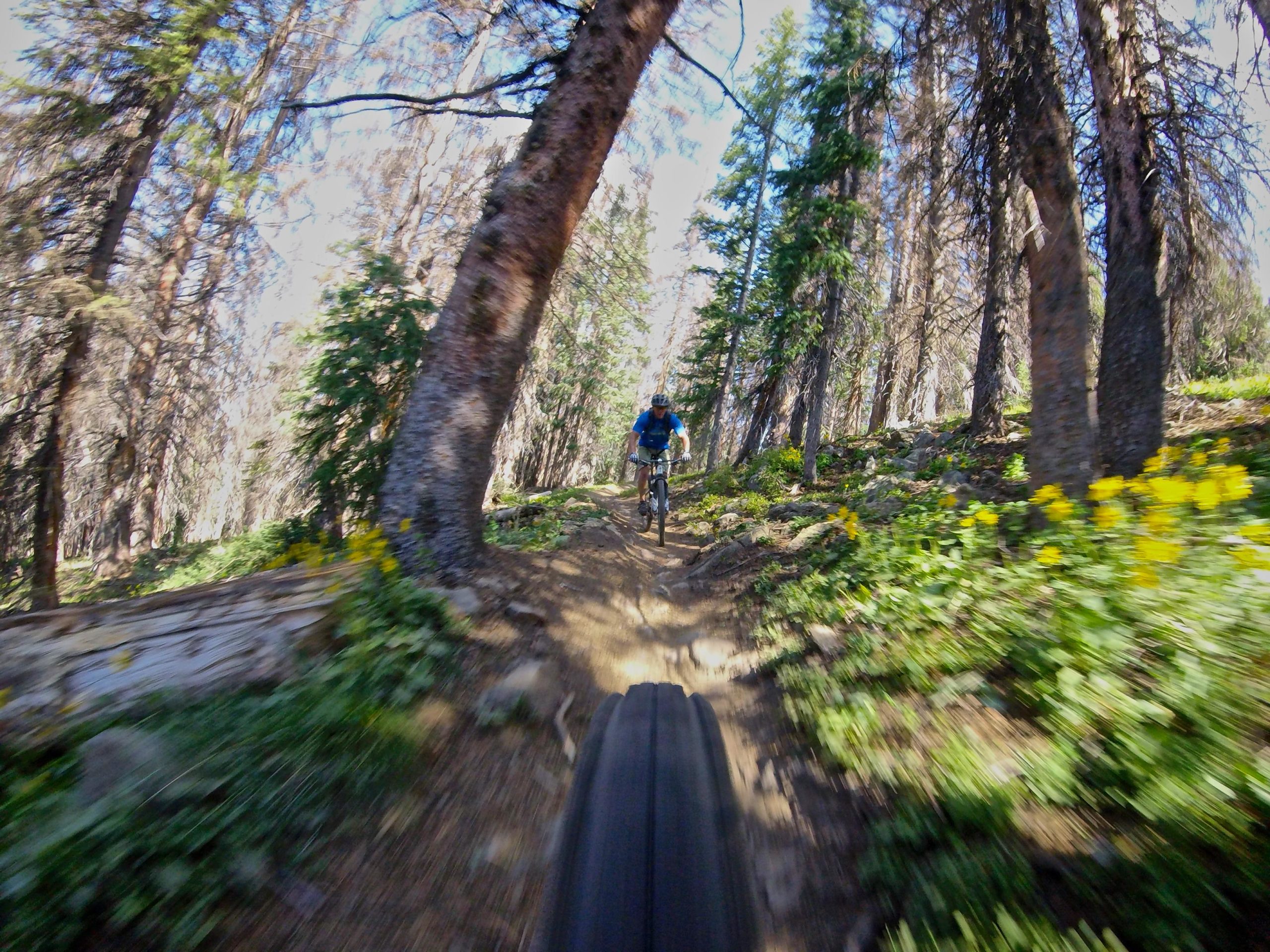 A mountain biker riding on a narrow dirt trail through a lush forest, with trees and wildflowers lining the path, captured in a dynamic, motion-blurred shot. Monarch Crest Trail mountain bike trail.