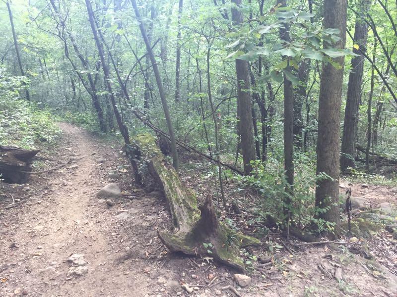 A scenic view of a forest trail surrounded by lush green trees and foliage. The path is dirt and meandering through the woods, with a fallen tree stump on the side, providing a serene and tranquil atmosphere. John Muir Trails mountain bike trail.