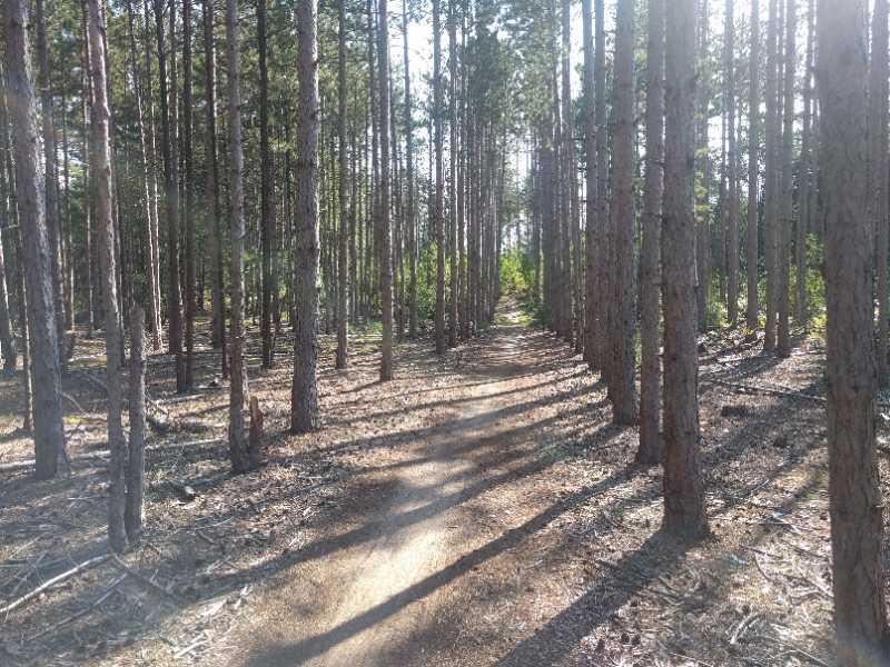 A narrow dirt path winding through a dense forest of tall pine trees, with sunlight filtering through the branches, creating dappled shadows on the ground. Riley Trails mountain bike trail.