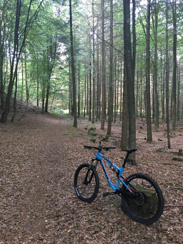 A blue mountain bike is positioned on a dirt path in a forested area, surrounded by tall trees with green leaves and a carpet of fallen leaves on the ground. The trail winds into the distance, indicating a peaceful outdoor setting perfect for cycling. Hohenecken Trails mountain bike trail.