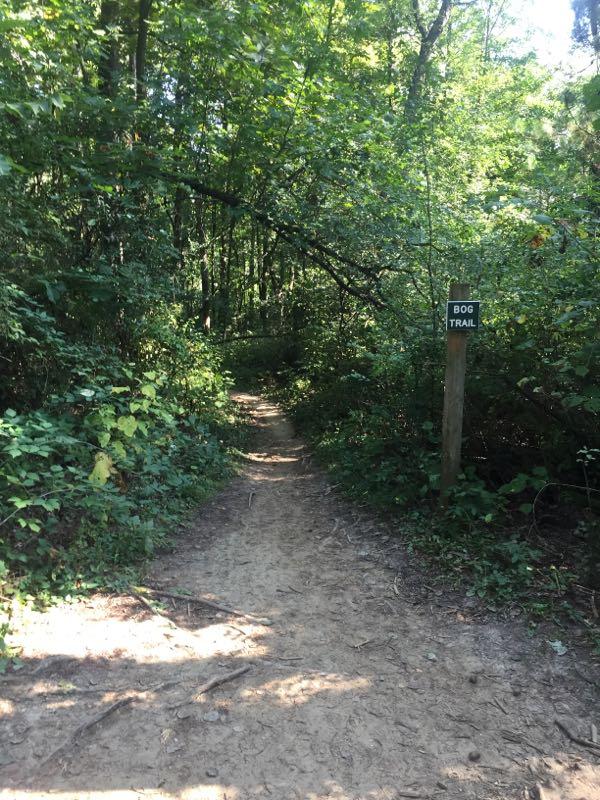 A sandy trail winding through a lush green forest, with dense foliage on either side and a signpost labeled "BOG TRAIL" visible to the right. Sunlight filters through the trees, creating a dappled effect on the path. John Muir Trails mountain bike trail.