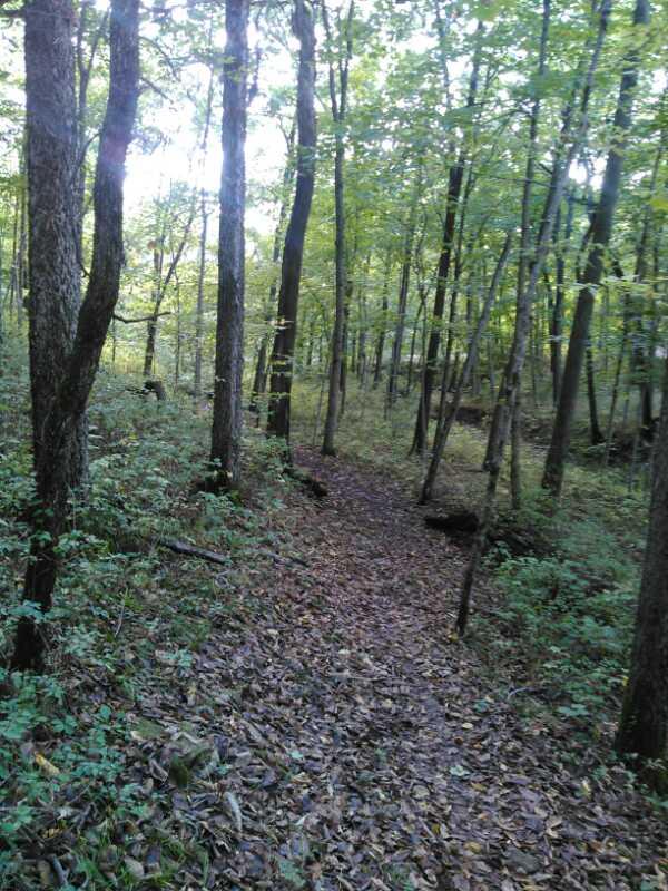 A peaceful forest scene featuring a dirt path winding through tall trees and lush greenery. Fallen leaves cover the ground, and the sunlight filters through the leaves above, creating a serene atmosphere. Smithville Lake Trails mountain bike trail.