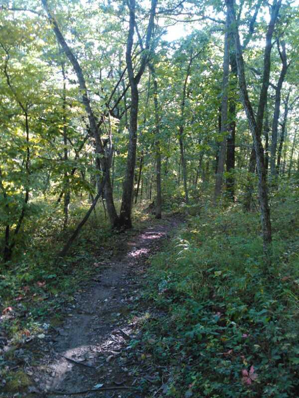 A narrow dirt path winding through a dense forest with lush green trees and underbrush, illuminated by dappled sunlight filtering through the leaves. Smithville Lake Trails mountain bike trail.