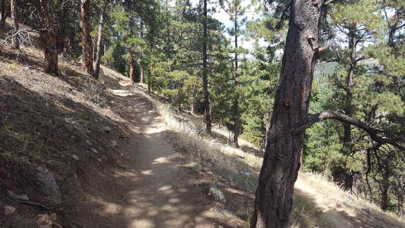 A winding dirt trail surrounded by tall pine trees, leading through a forested landscape with sunlight filtering through the branches. Betasso Preserve mountain bike trail.