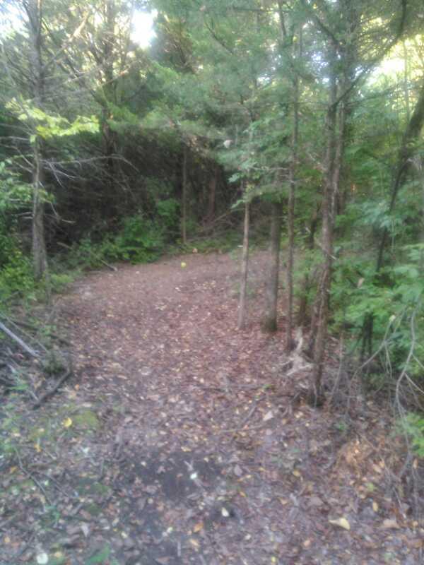 A narrow dirt path covered with fallen leaves, leading through a wooded area with tall trees and dense greenery on either side. The scene is tranquil and natural, evoking a sense of exploration in the wilderness. Skyline Park - Burnetts Mound Trail mountain bike trail.