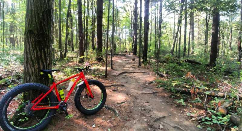 A red mountain bike rests against a tree in a wooded area. The scene showcases a dirt trail winding through lush greenery, with tall trees and dappled sunlight filtering through the leaves. The path is lined with small rocks and roots, indicating a natural, rugged trail suitable for biking. Potawatomi trail mountain bike trail.